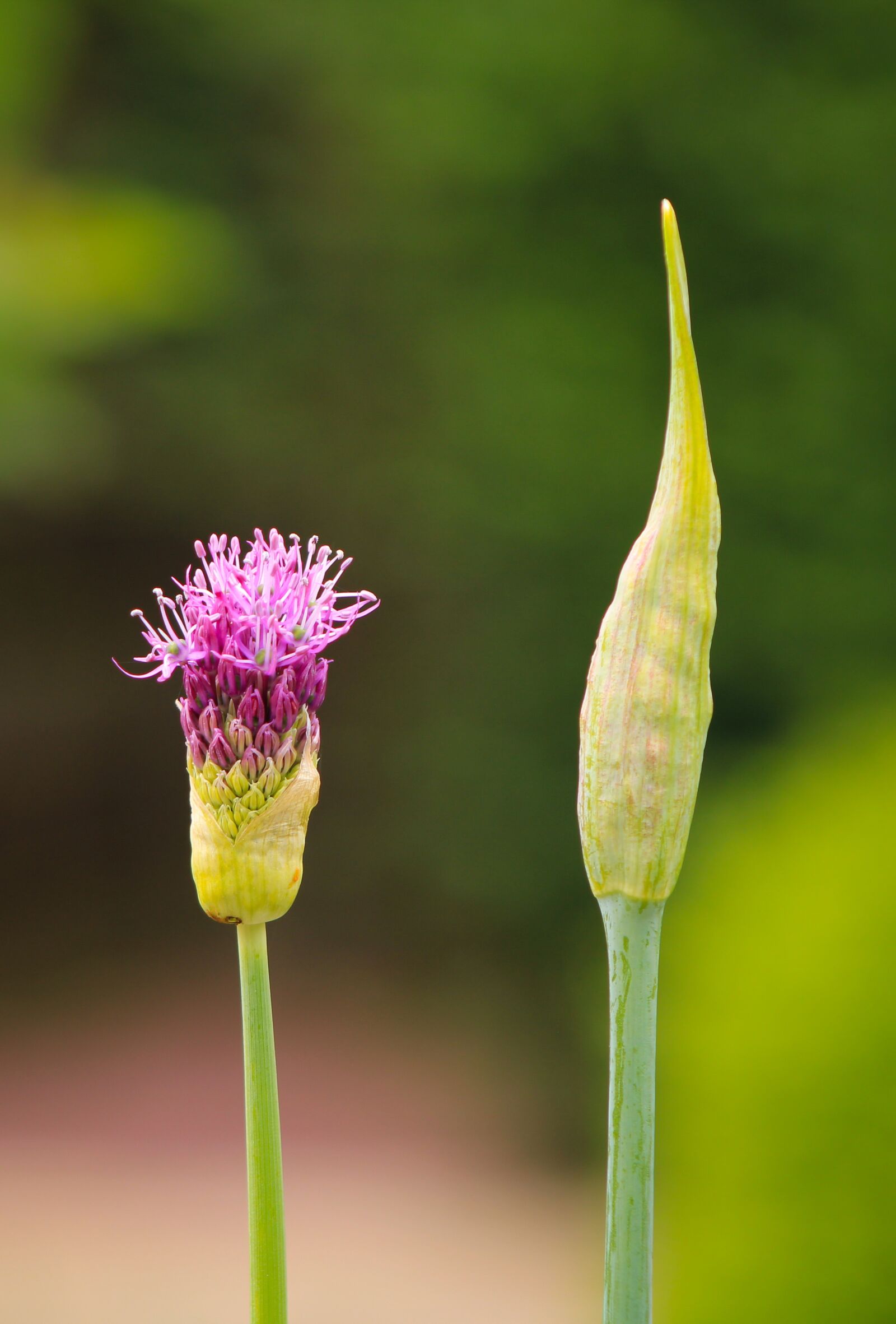 Canon EOS 2000D (EOS Rebel T7 / EOS Kiss X90 / EOS 1500D) sample photo. Ornamental onion, allium stratos photography