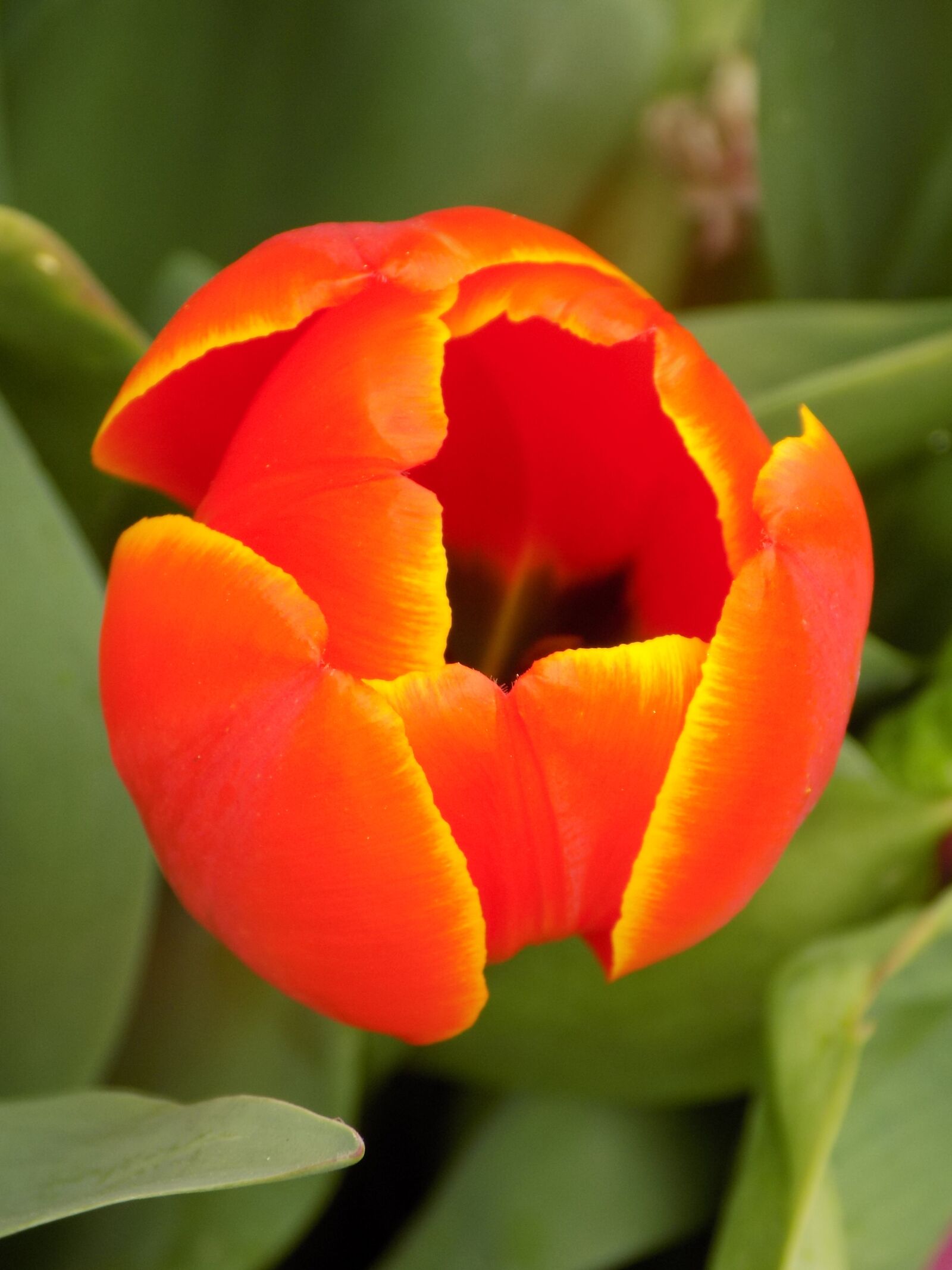 Nikon COOLPIX L340 sample photo. Flower, nature, tulip photography