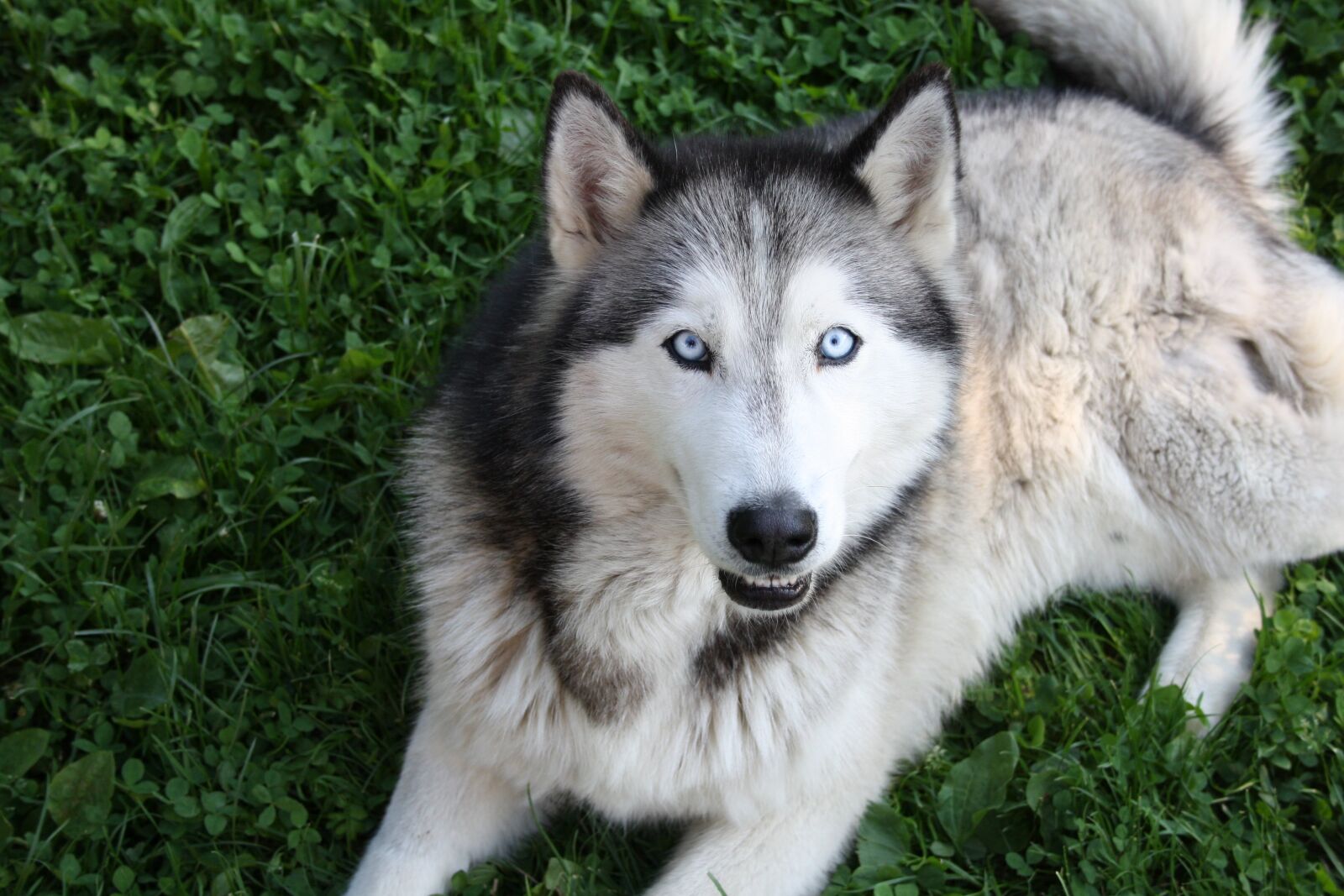 Canon EOS 1000D (EOS Digital Rebel XS / EOS Kiss F) sample photo. Huskies, dog, animal photography