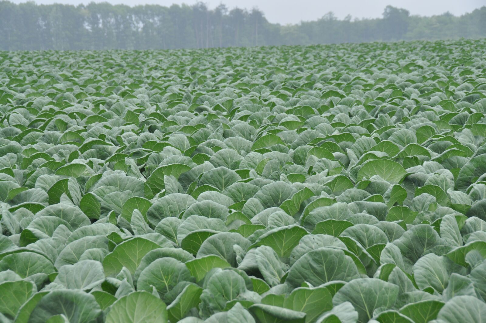 Nikon D90 sample photo. Cabbage, cabbage field, olivine photography