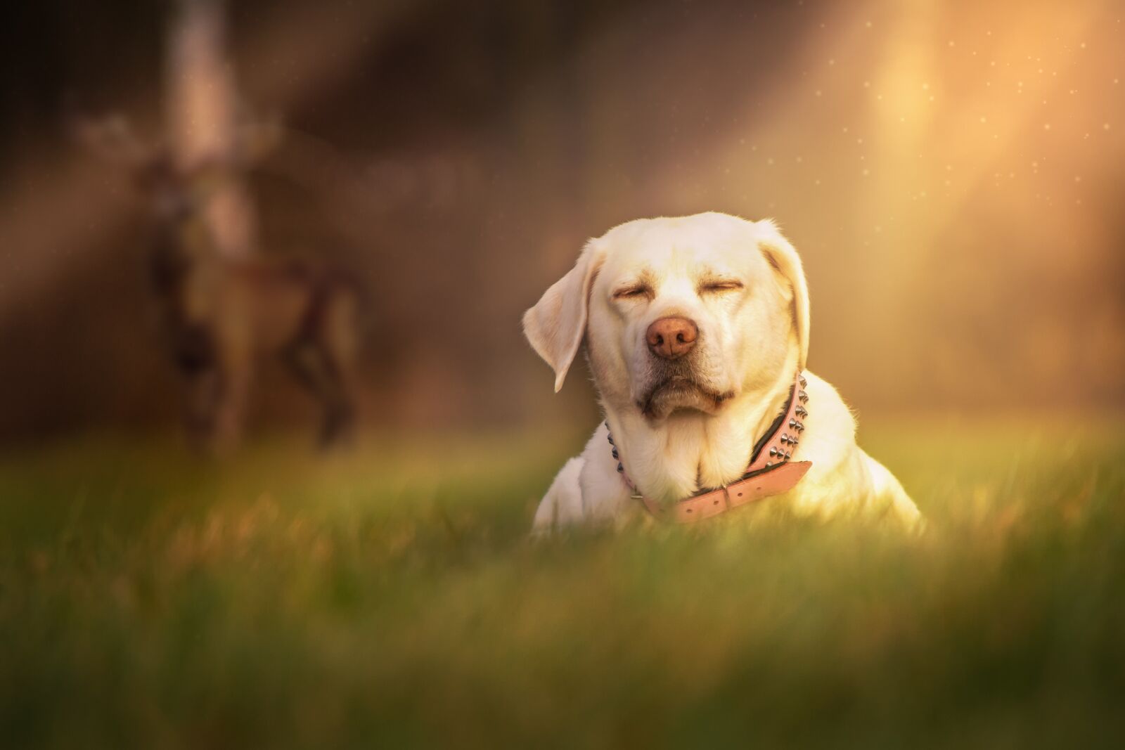 Nikon D7200 sample photo. Dog, grass, meadow photography