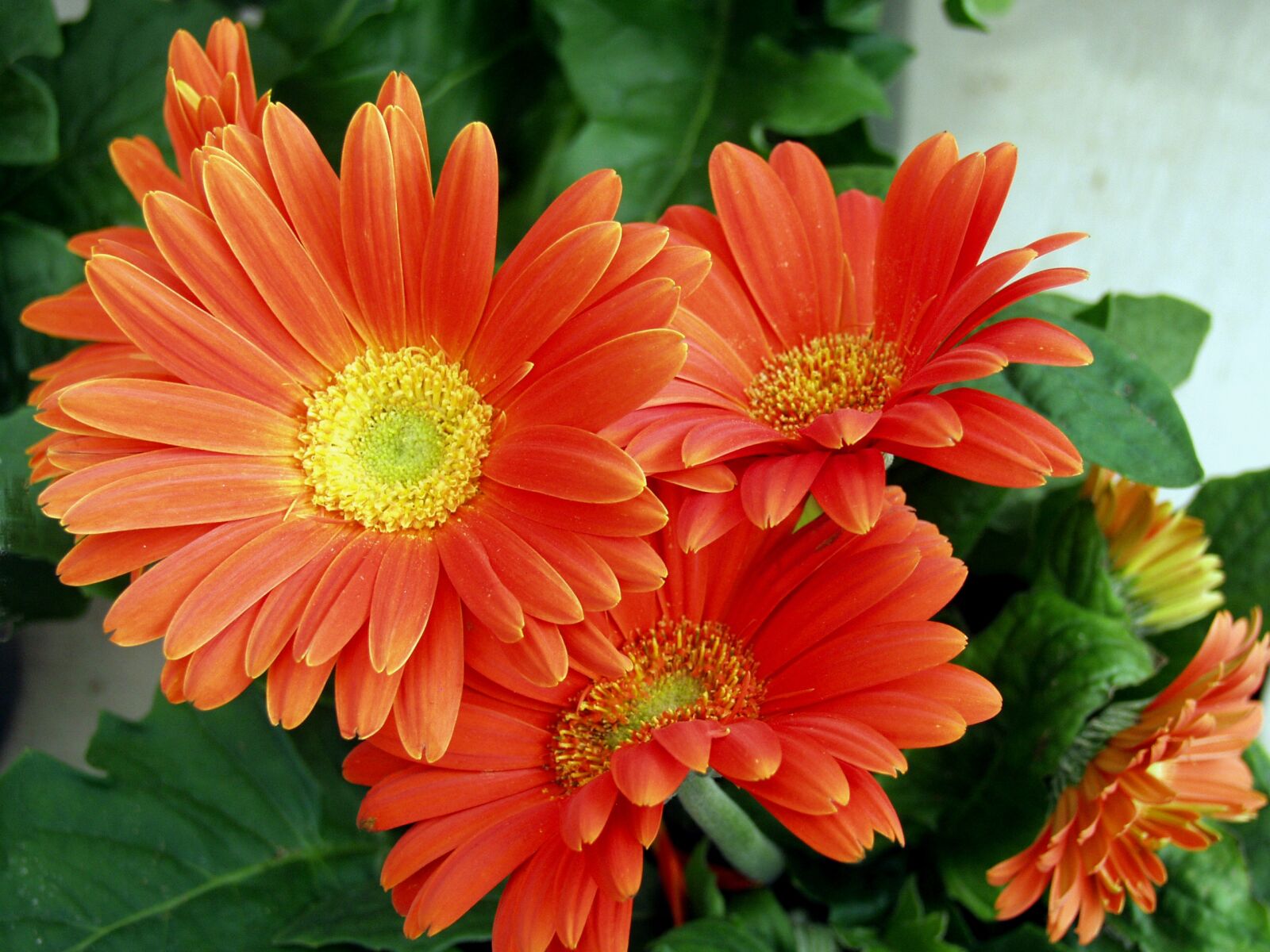 Olympus E-20,E-20N,E-20P sample photo. Flower, orange daisy, floral photography