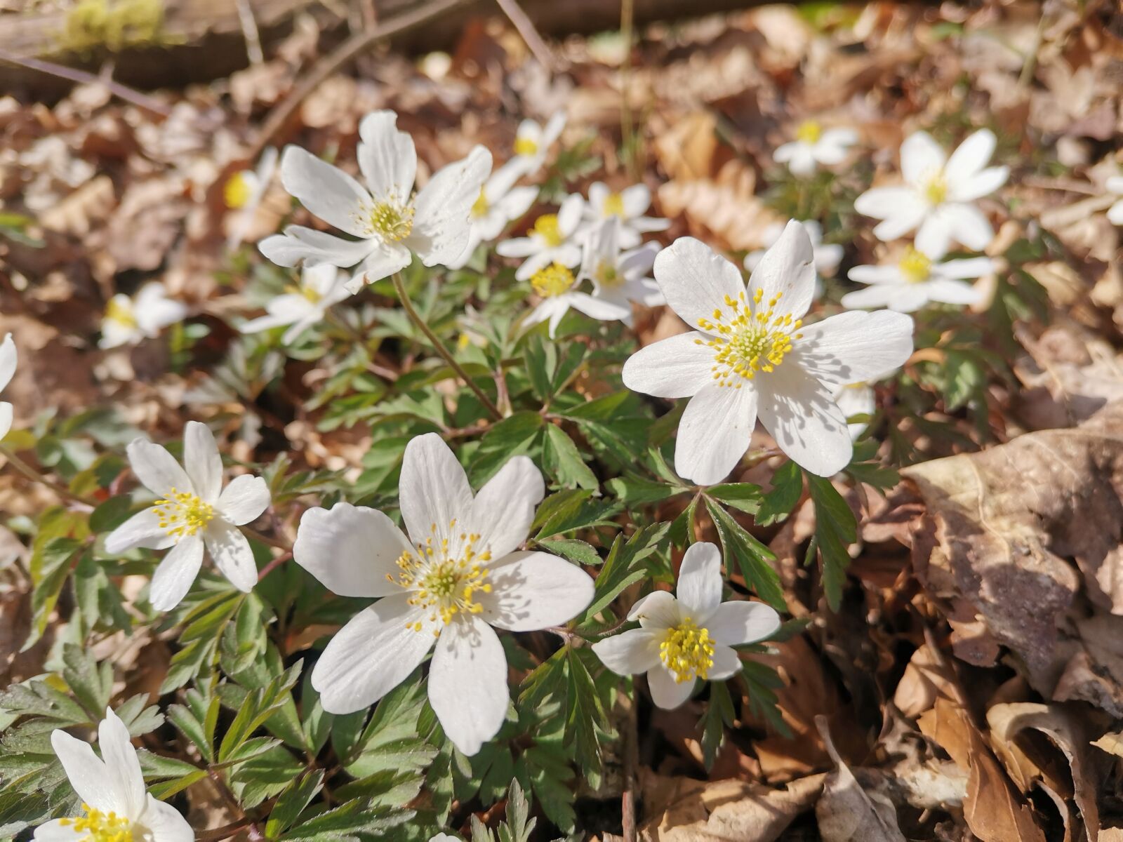 HUAWEI YAL-L21 sample photo. Spring, flowers, wood anemone photography