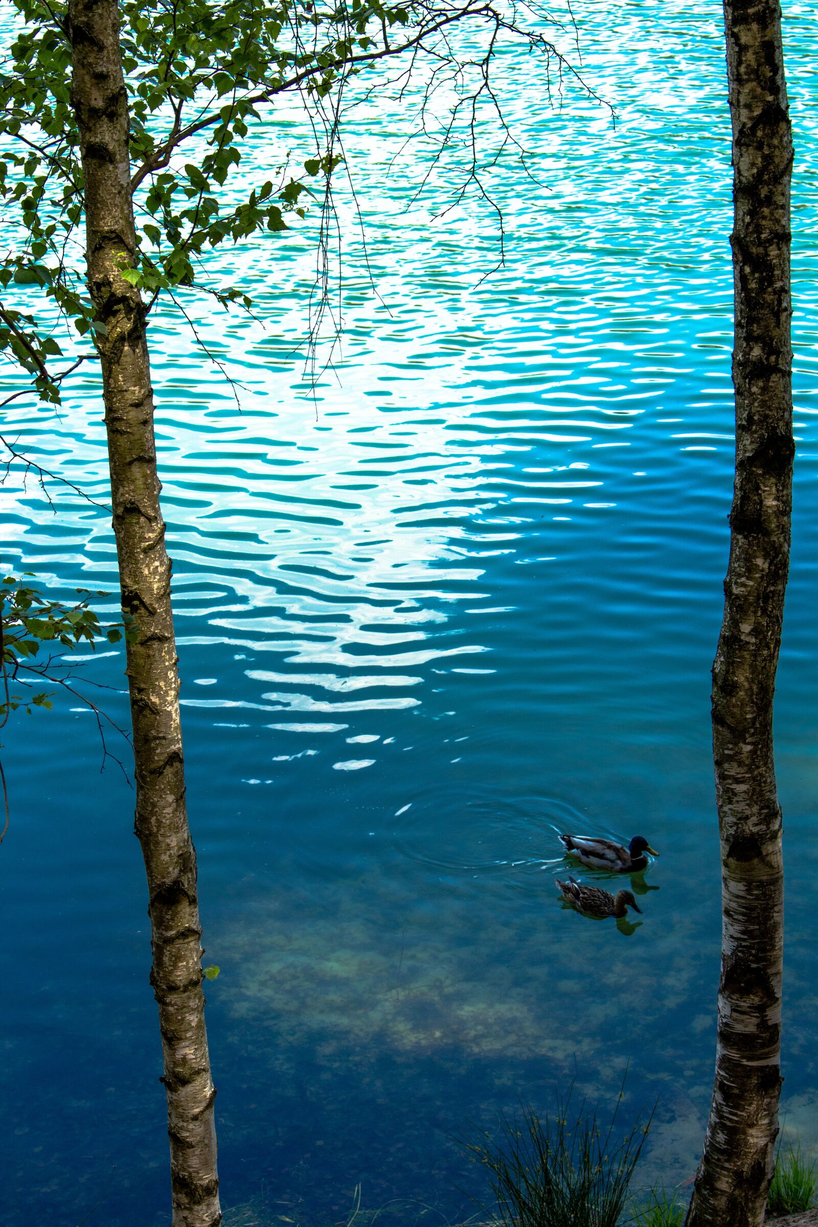 Canon EOS 700D (EOS Rebel T5i / EOS Kiss X7i) sample photo. Wild ducks, water, nature photography