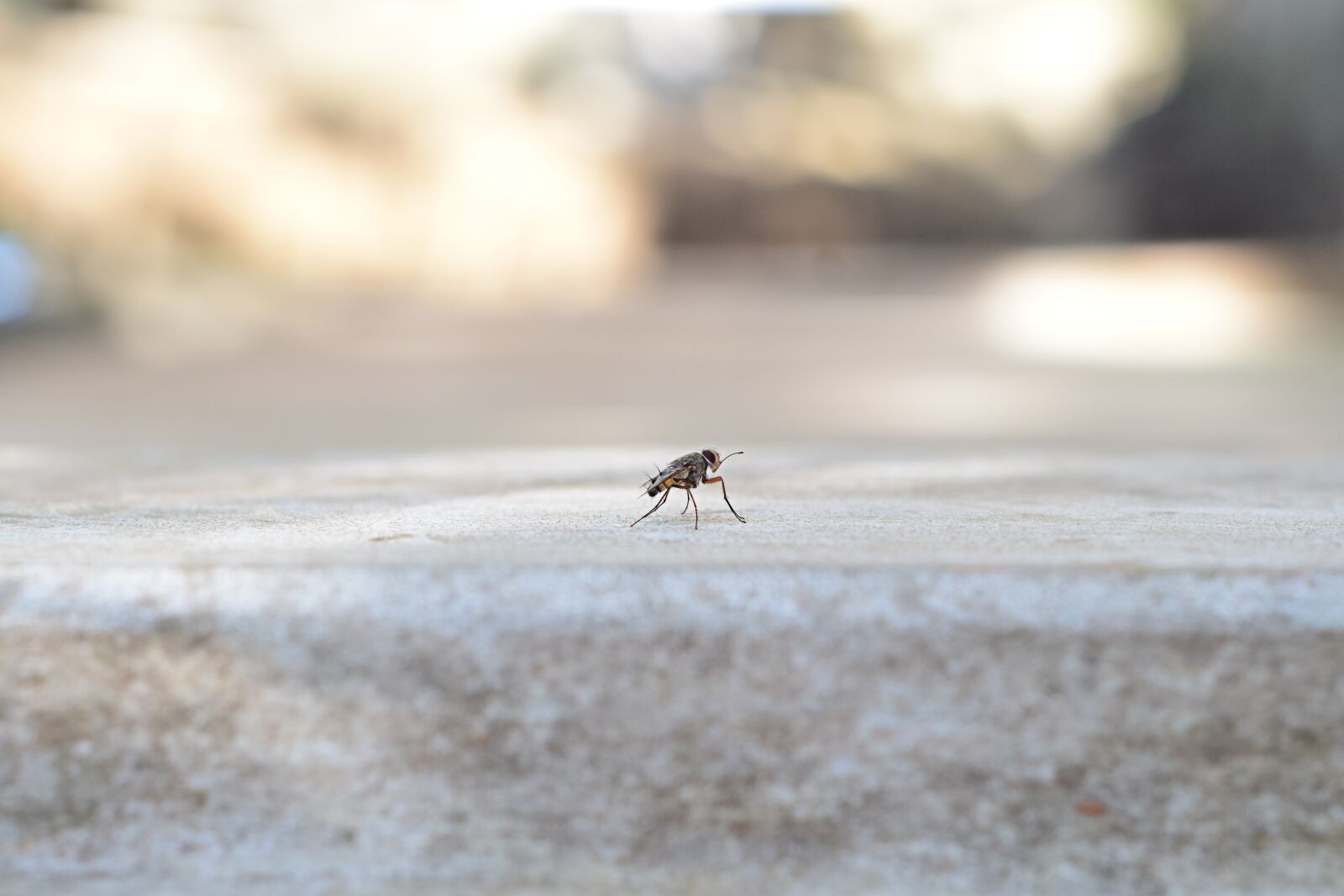 Nikon D5300 sample photo. Fly, insect, flies photography