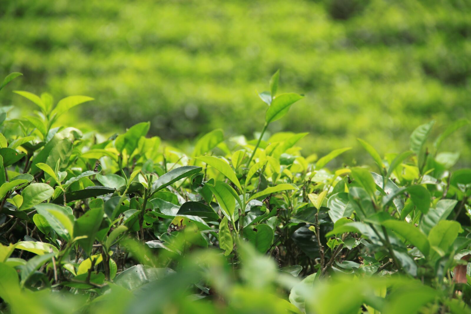 Canon EOS 500D (EOS Rebel T1i / EOS Kiss X3) sample photo. Tea, sri lanka, asia photography