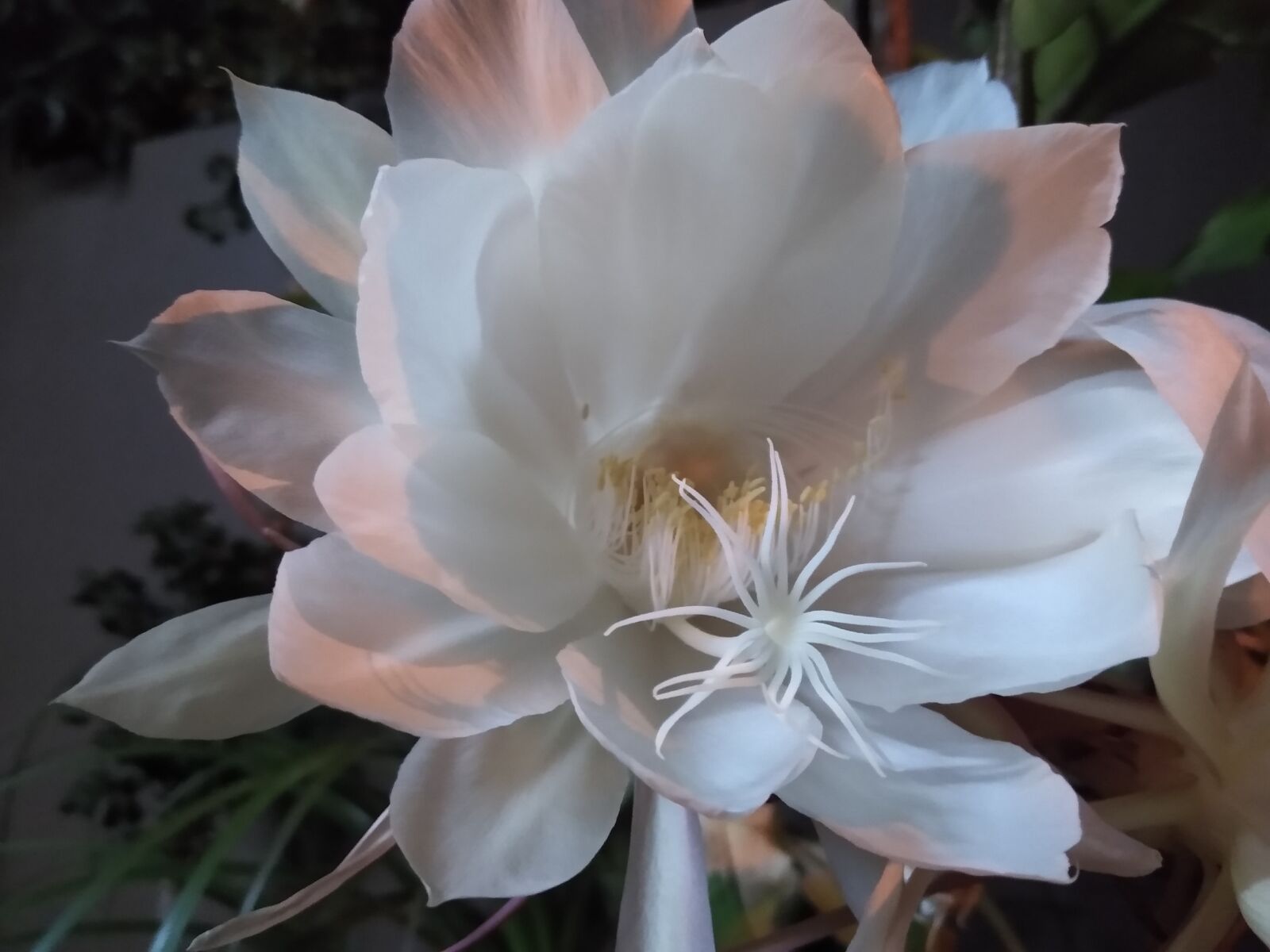 Motorola moto g(7) power sample photo. Exotic, flower, queen for photography