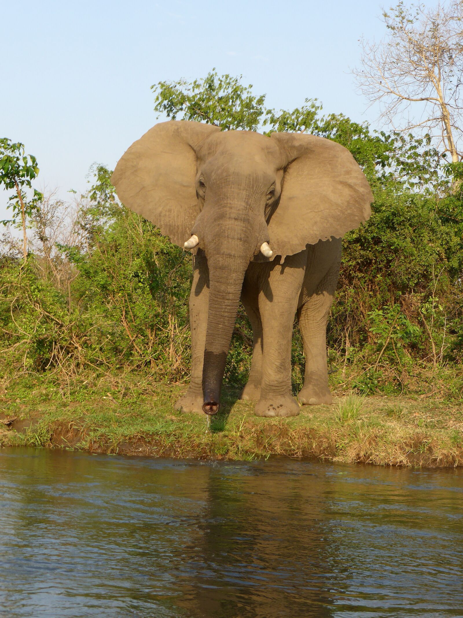 Panasonic DMC-TZ41 sample photo. Elephant, malawi, majete photography