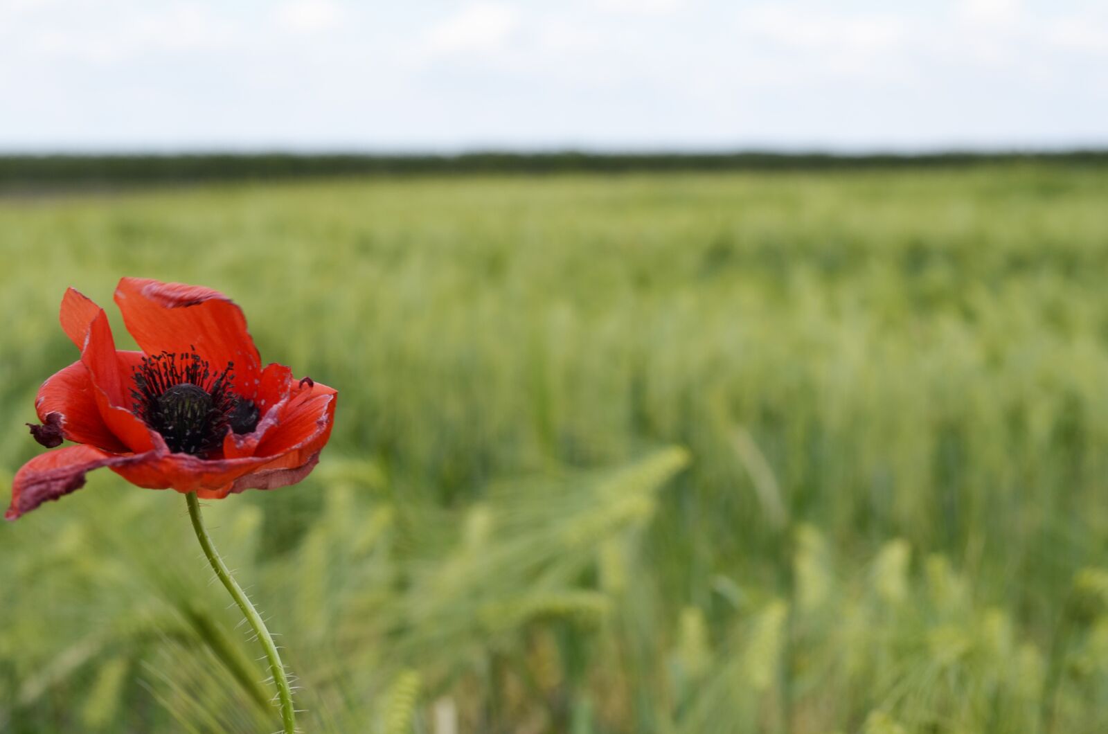 Nikon D5100 sample photo. Mack, flower, field photography