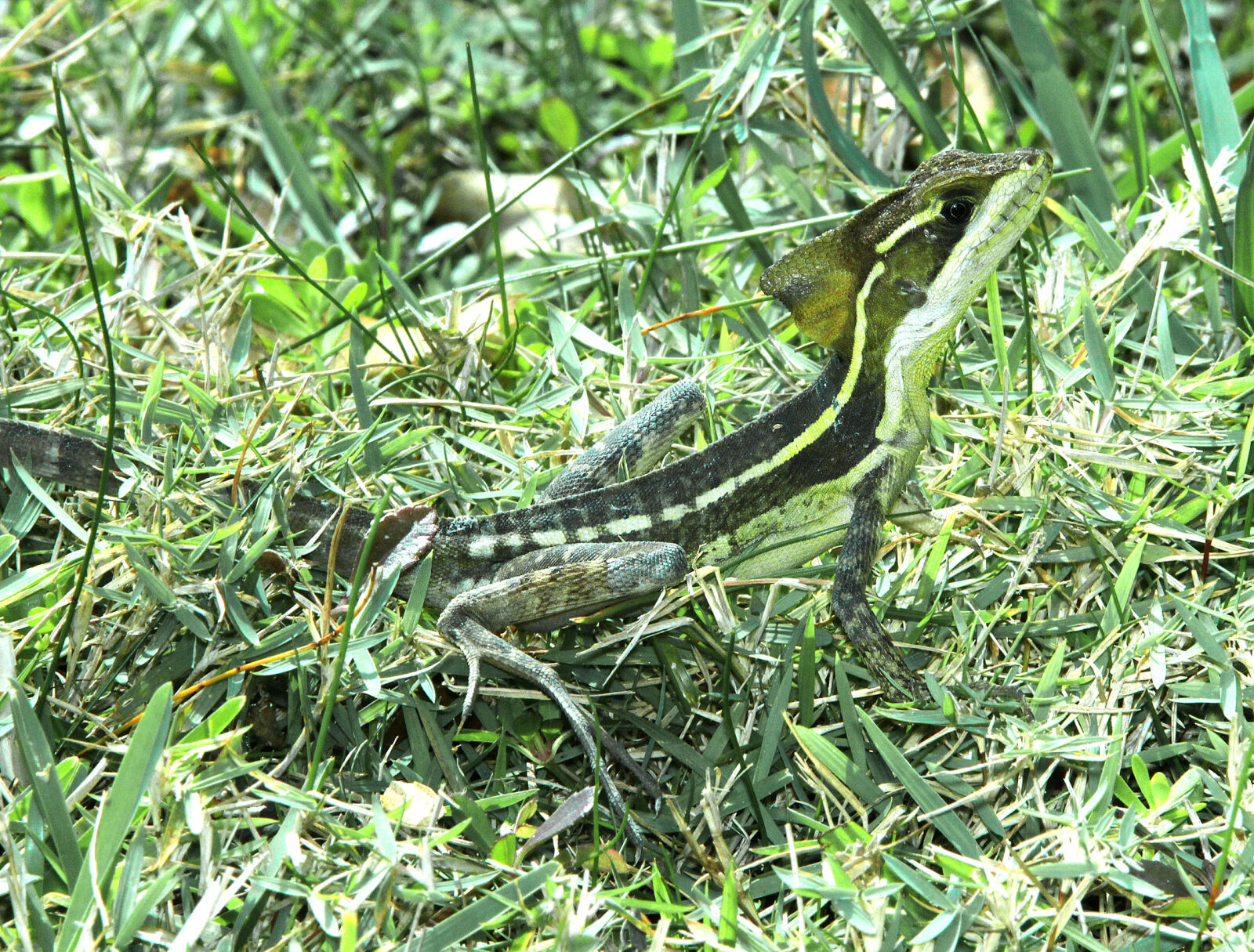 Canon EF 300mm F4L IS USM sample photo