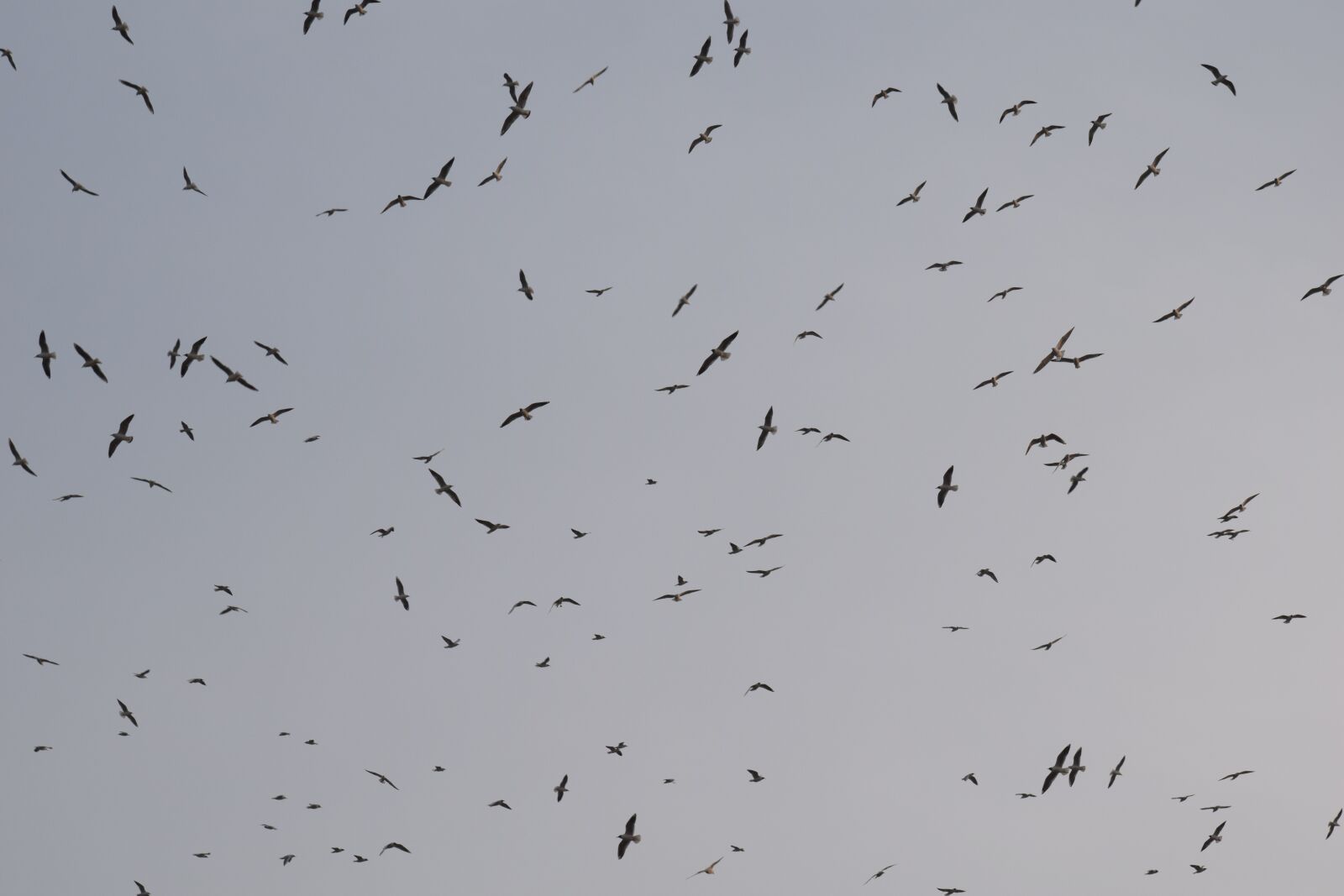 Nikon D3300 sample photo. Birds, nature, flock photography