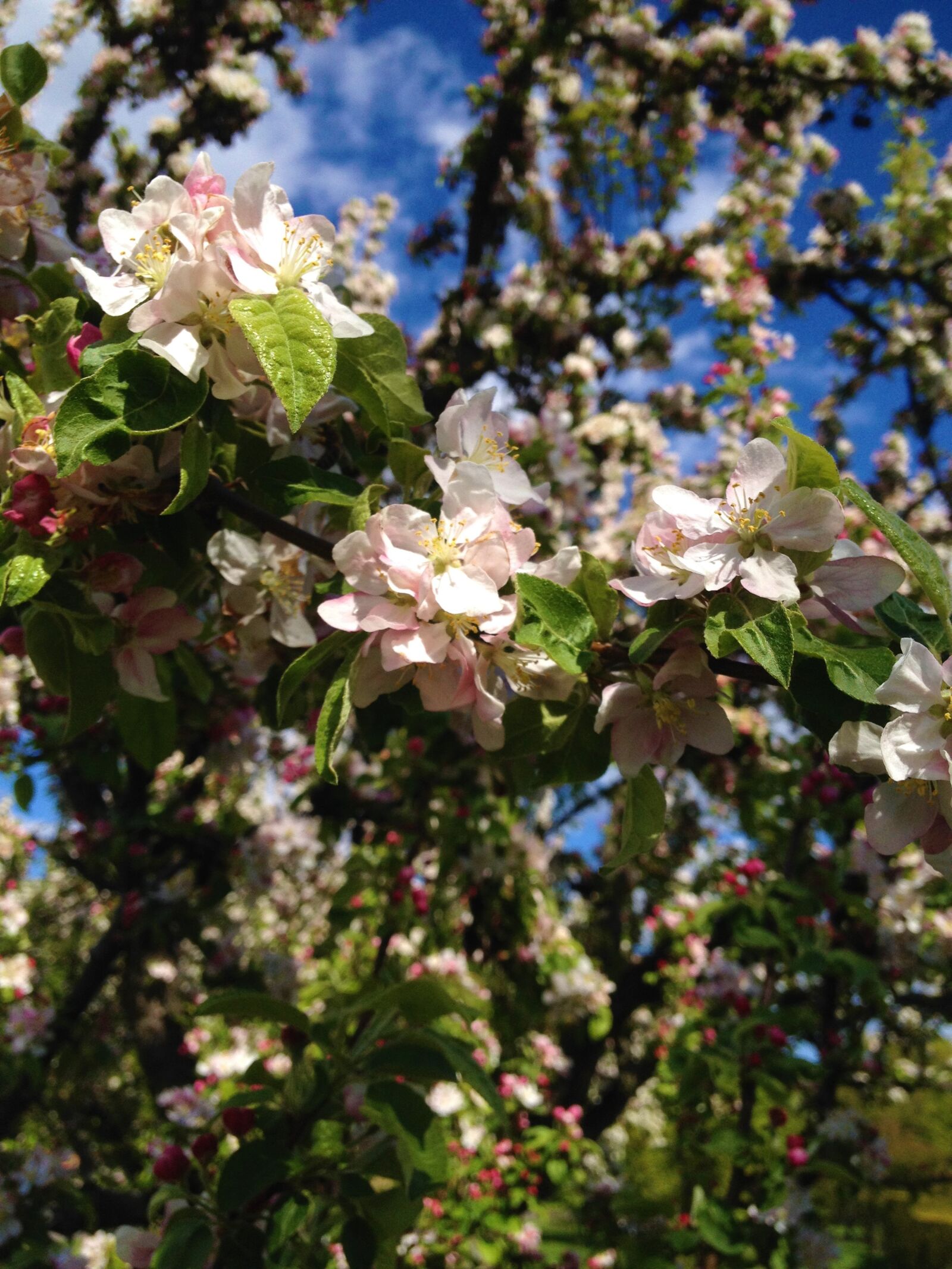 Apple iPhone 4S sample photo. Spring, apple blossom, blossom photography
