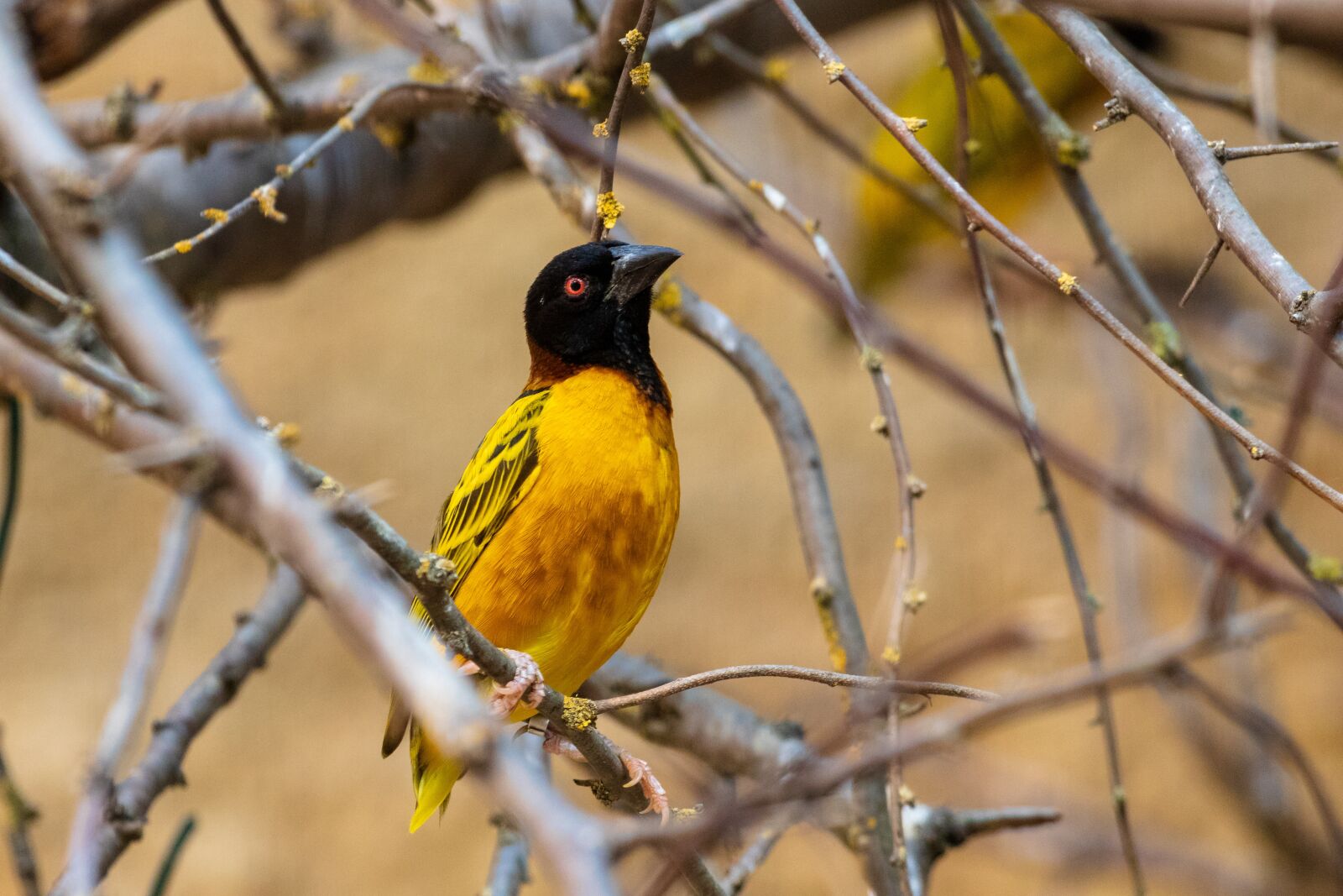 Canon EF 70-300 F4-5.6 IS II USM sample photo. Bird, animal, nature photography