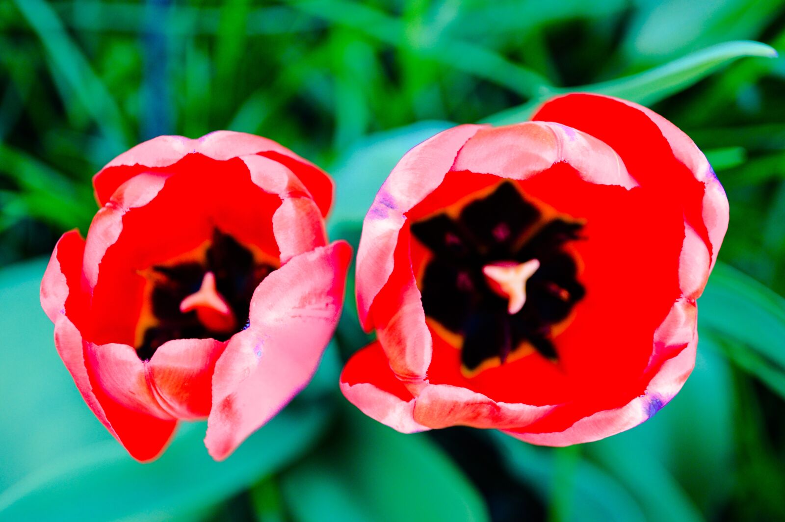 Nikon D3200 sample photo. Tulip, tulips, mack photography