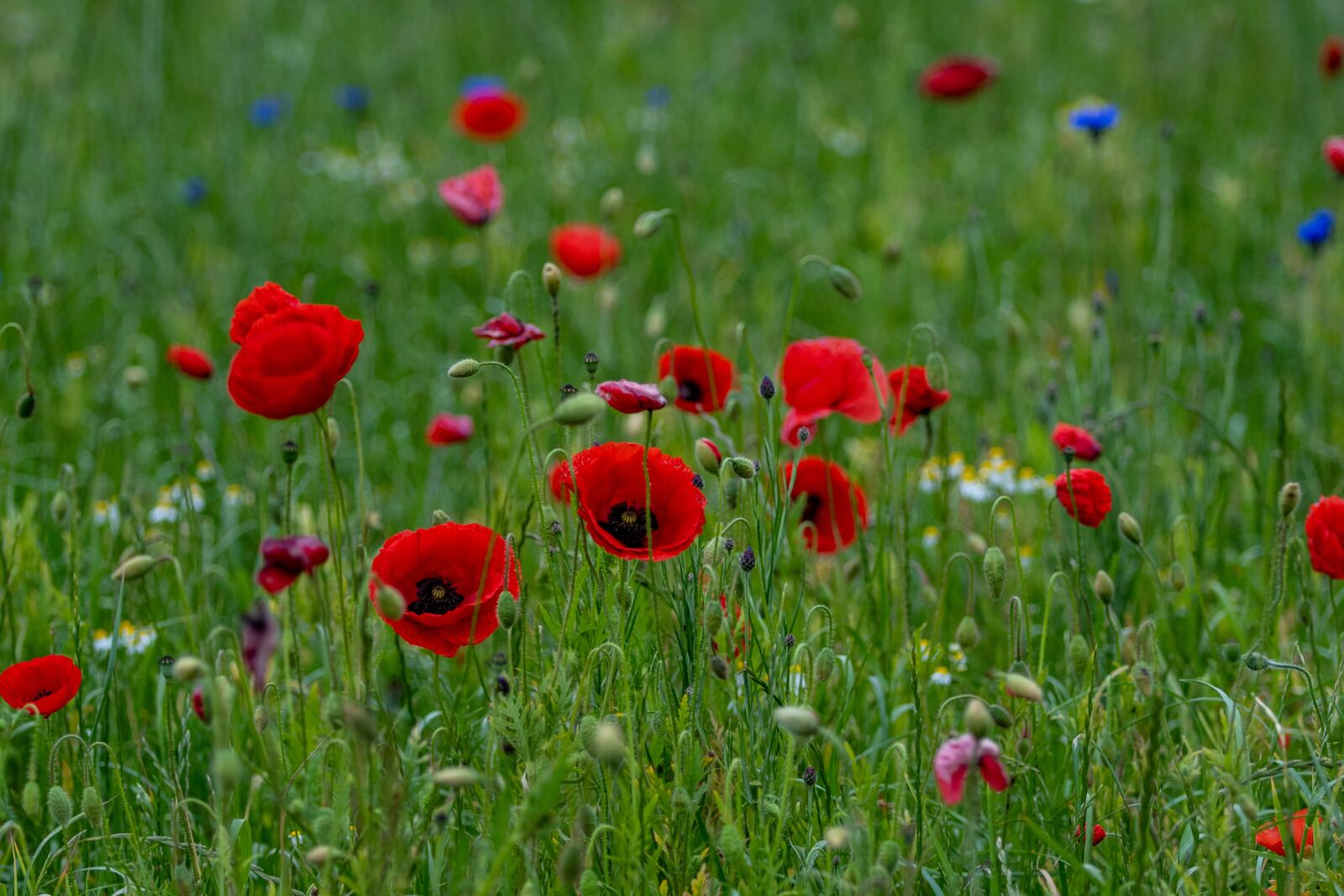 Canon EOS 80D sample photo. Poppy, flower meadow, nature photography