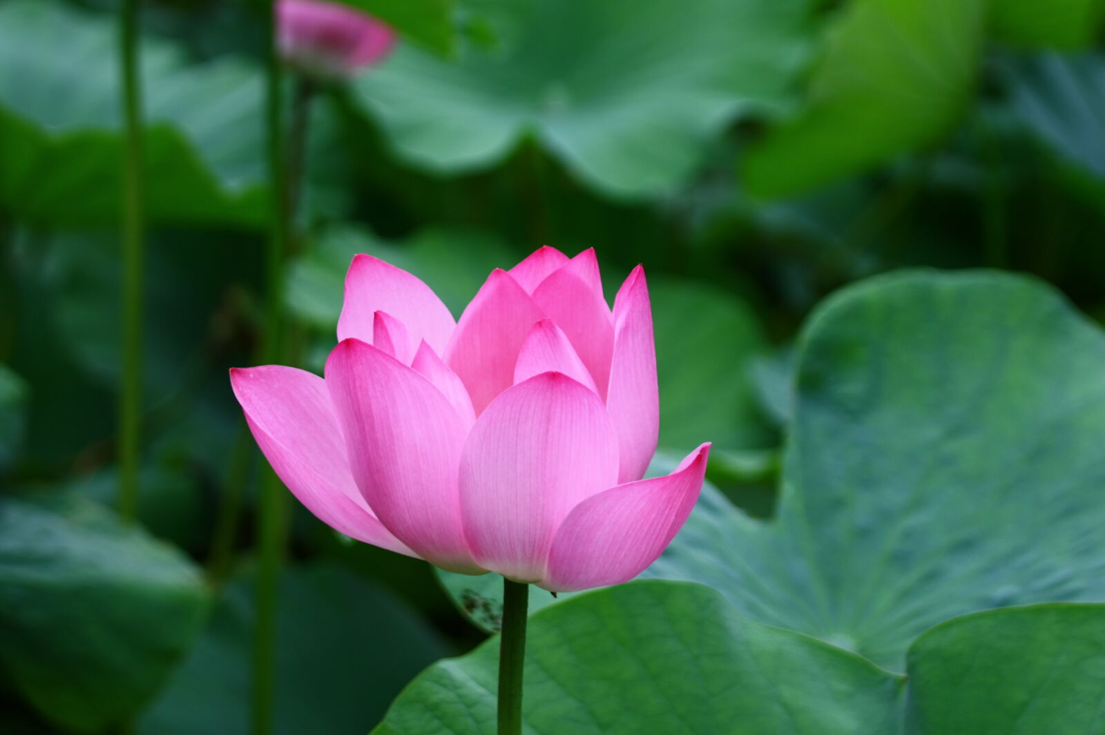 Canon EF 70-200mm F4L IS USM sample photo. Flower, lotus photography
