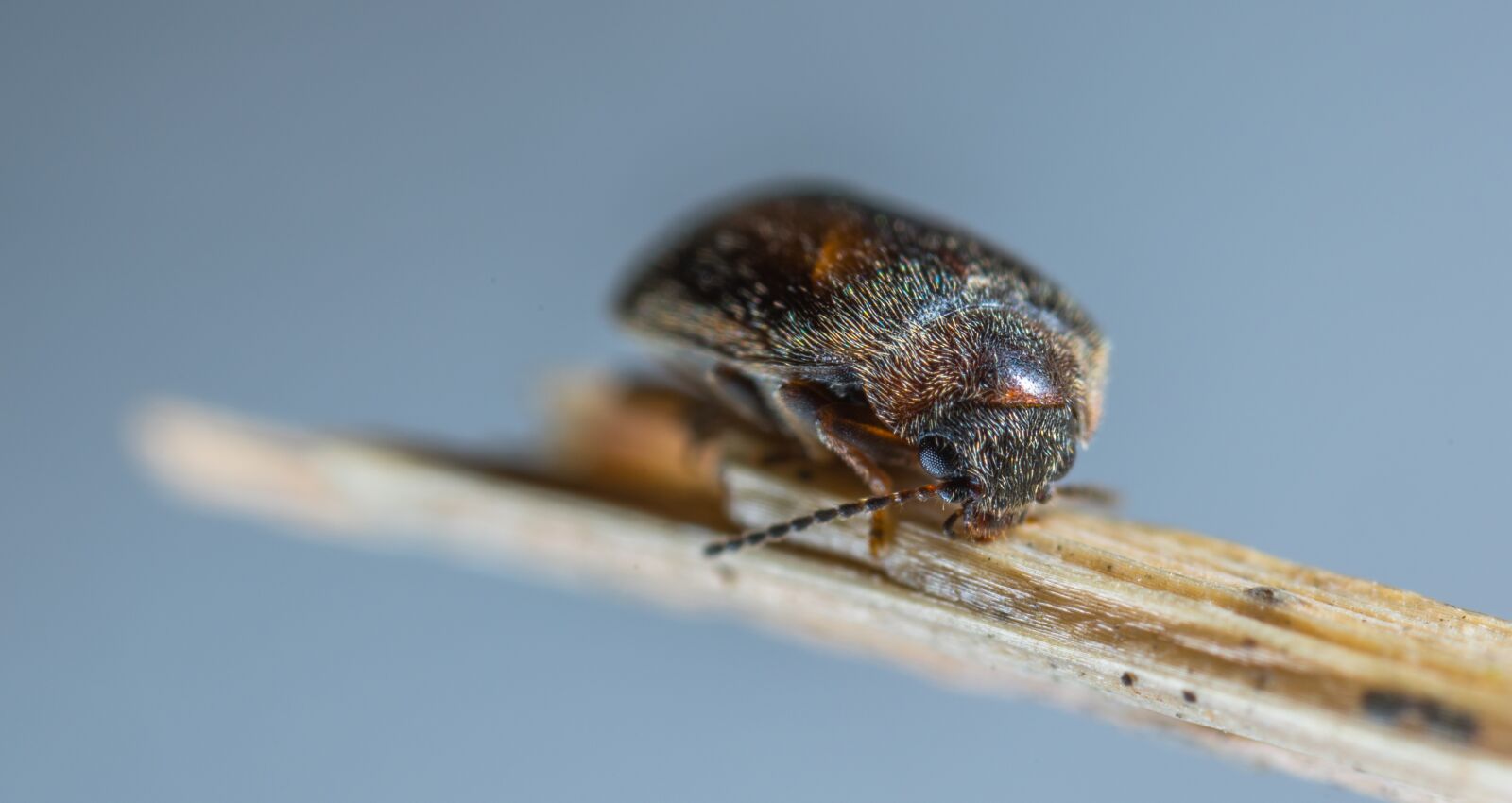 #124 65/2.8 sample photo. Nature, insect, living nature photography