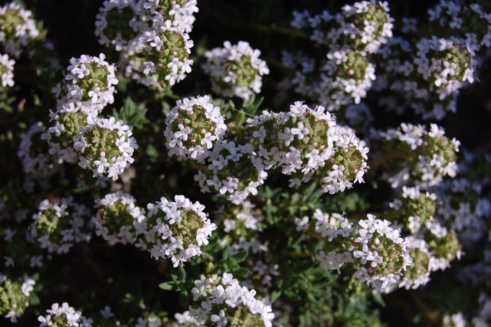 Nikon D40 sample photo. Thyme, aromatic, plant photography