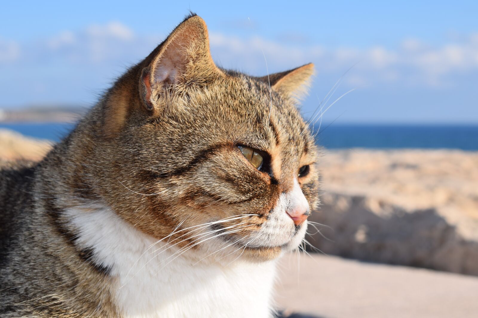 Nikon D3300 sample photo. Cat, stray, animal photography