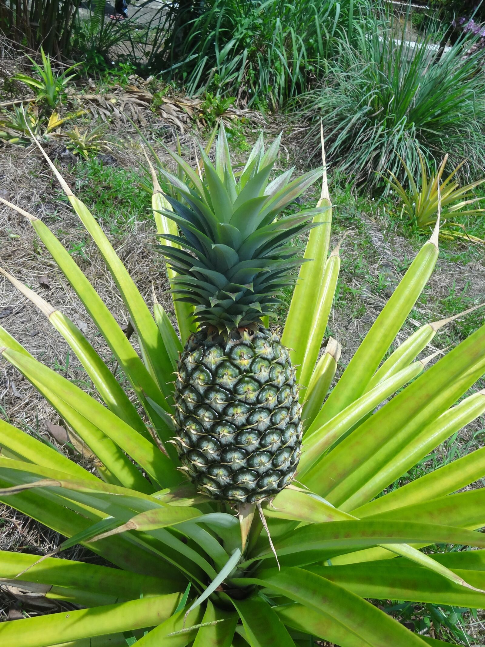 Sony Cyber-shot DSC-HX9V sample photo. Pineapple, plant, food photography