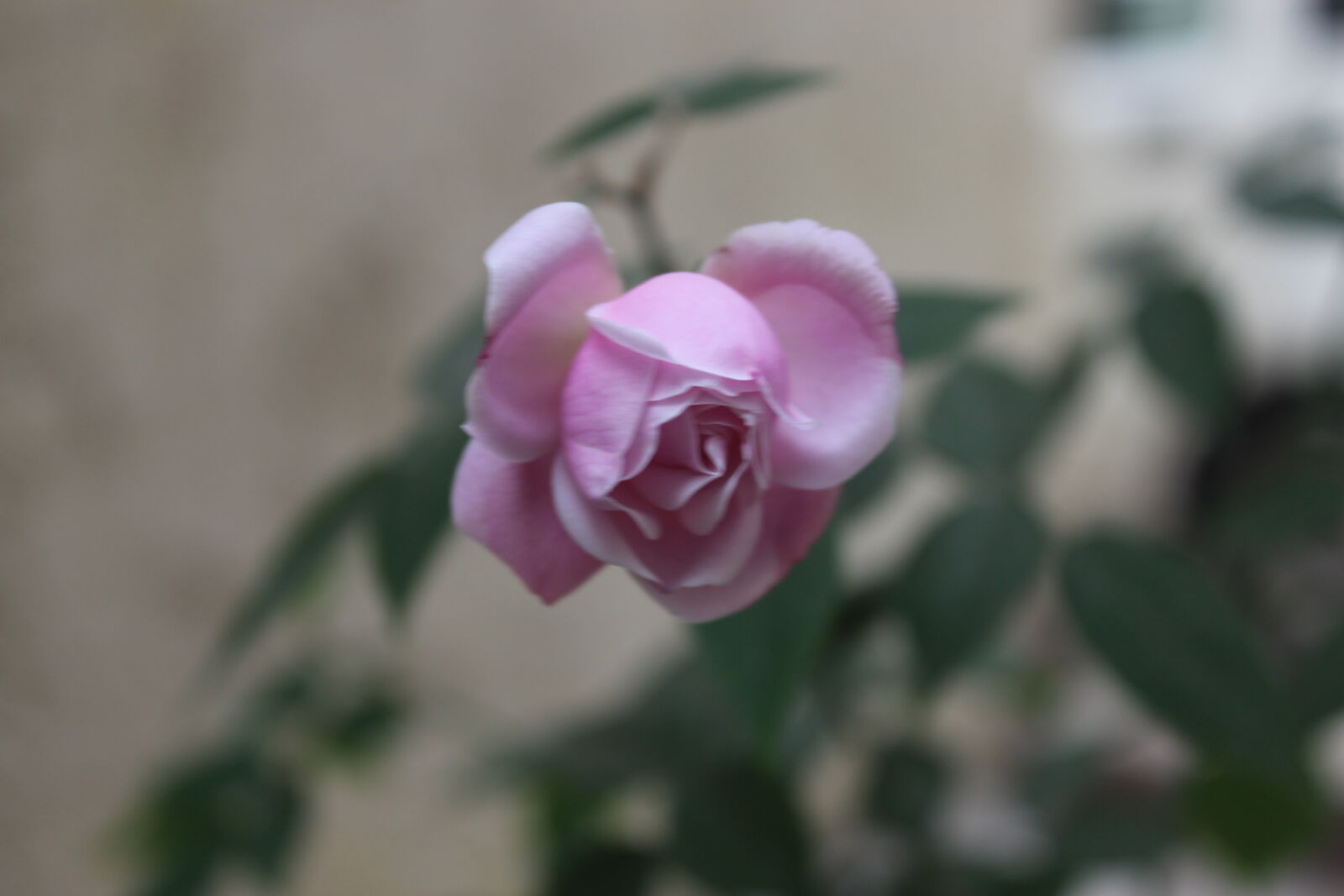Canon EOS 1200D (EOS Rebel T5 / EOS Kiss X70 / EOS Hi) sample photo. Flower, pink, rose, rose photography