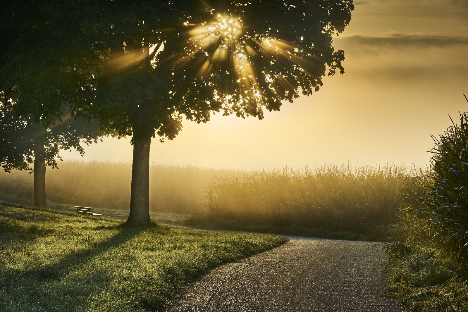 Sony ILCA-77M2 sample photo. Fog, autumn, mood photography