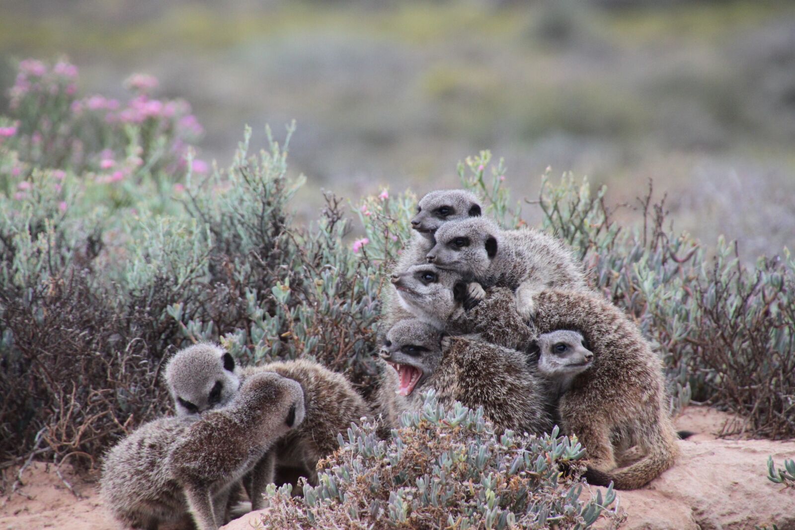 Canon EOS 500D (EOS Rebel T1i / EOS Kiss X3) sample photo. Nature, meerkat, south africa photography