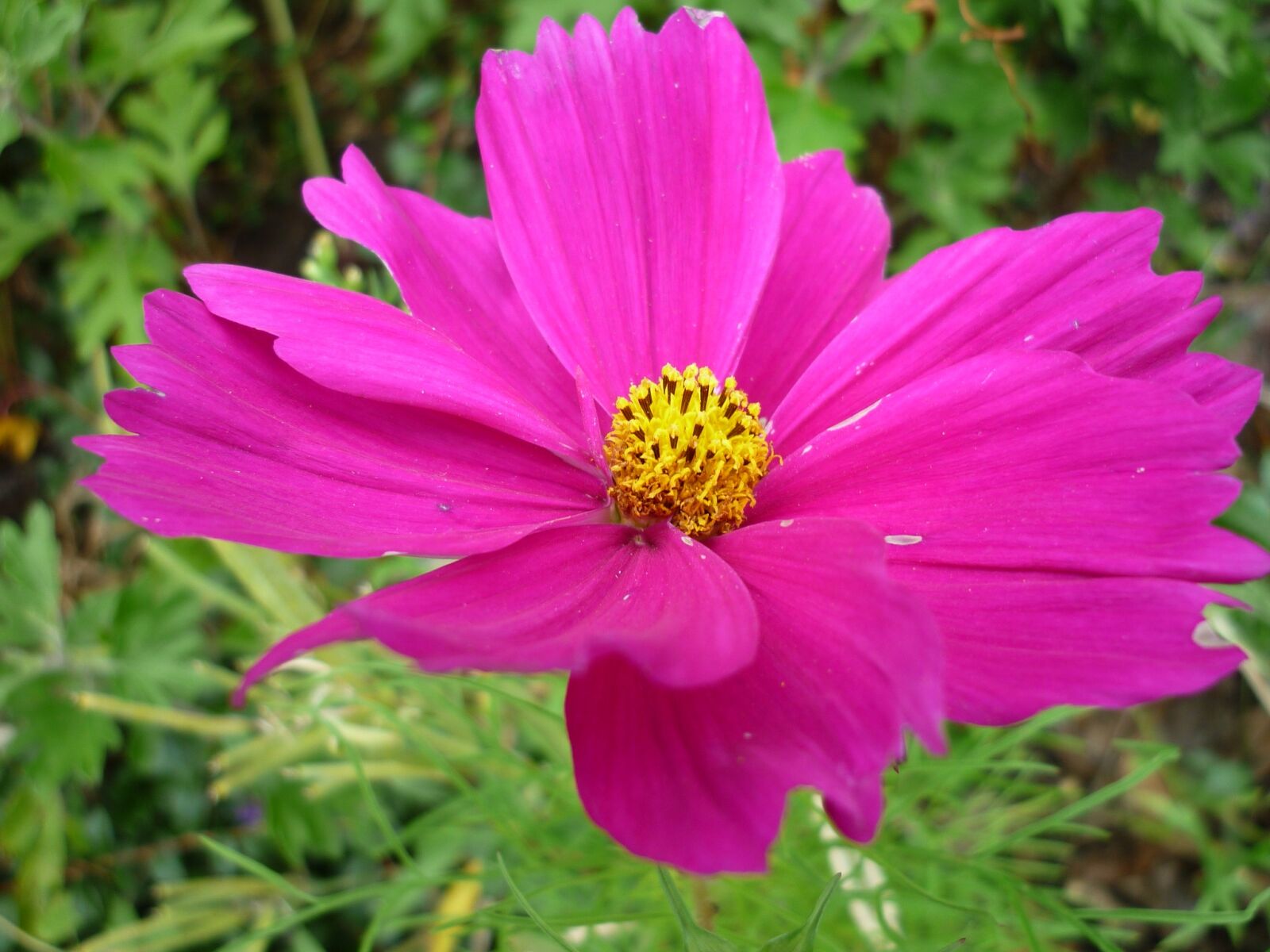 Panasonic Lumix DMC-FS6 sample photo. Cosmea, nature, flower photography
