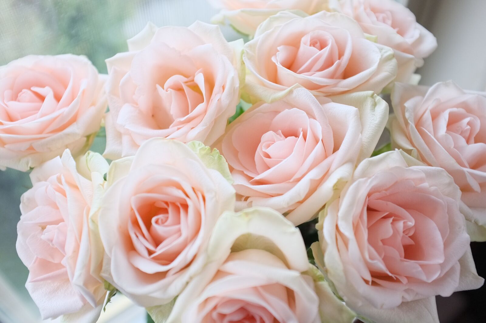 Fujifilm FinePix X100 sample photo. Roses, flowers, pink photography
