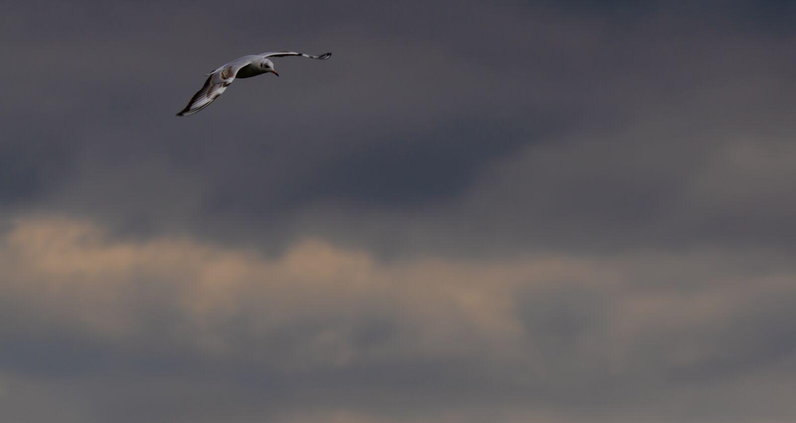 150-600mm F5-6.3 DG OS HSM | Contemporary 015 sample photo. Seagull flying, seagull, storm photography