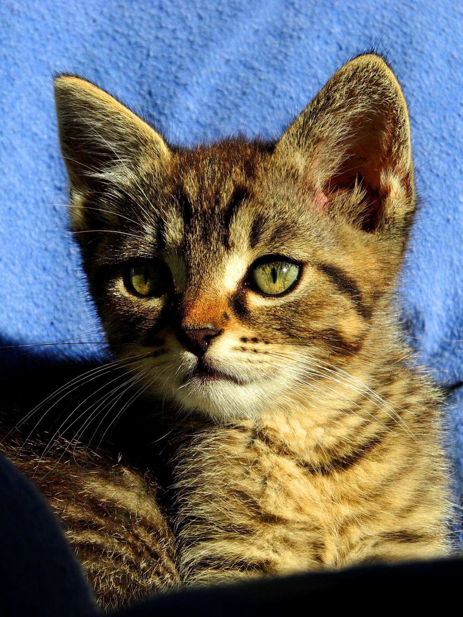 Nikon Coolpix P7000 sample photo. Cat, kitten, tomcat photography