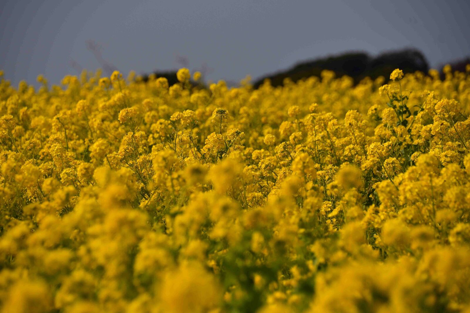 Nikon D500 sample photo. Field, the agricultural commercial photography