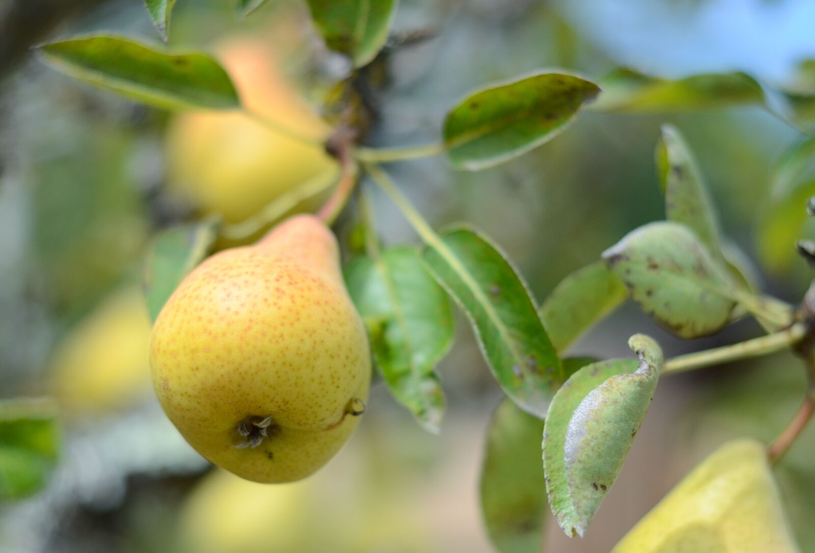 Nikon D7000 sample photo. Fruit, nature, leaf photography