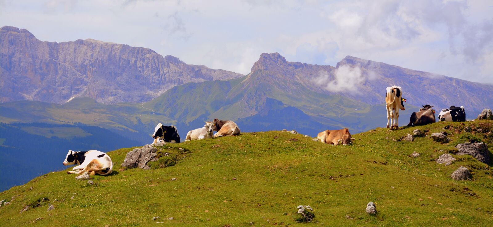 Nikon D7100 sample photo. Cow, dolomites, rest photography