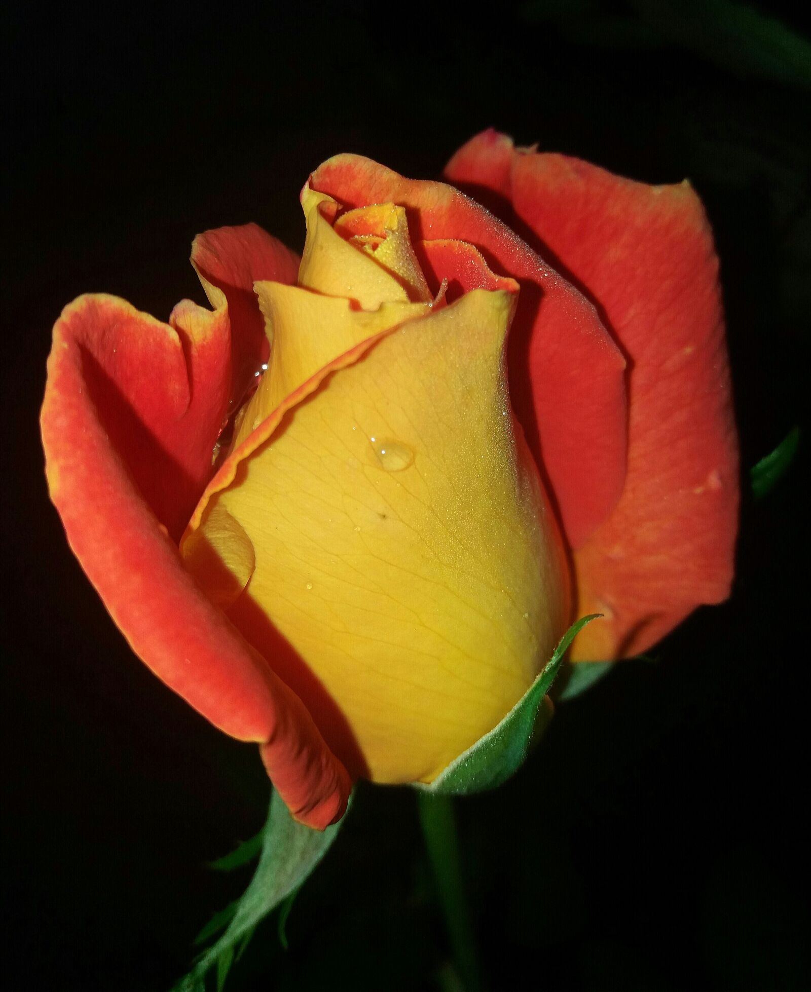 Samsung Galaxy J5(2016) sample photo. Flowers, rosa, drop of photography
