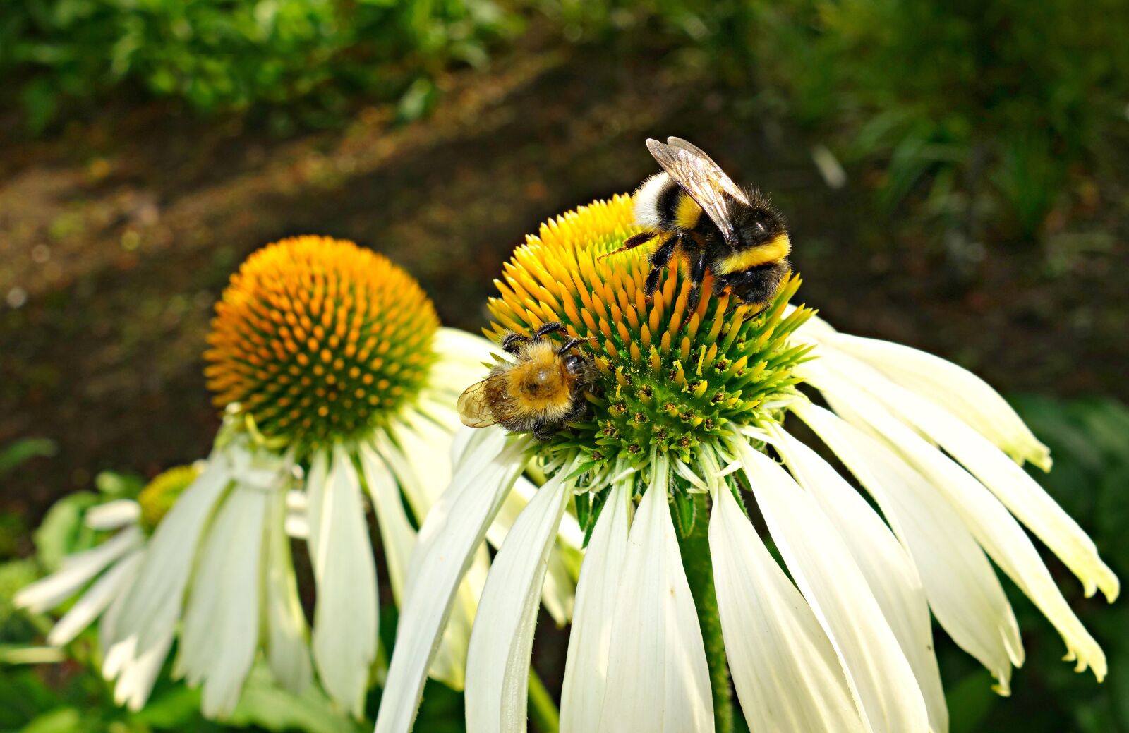 Sony Cyber-shot DSC-RX100 sample photo. Coneflower, flower, plant photography