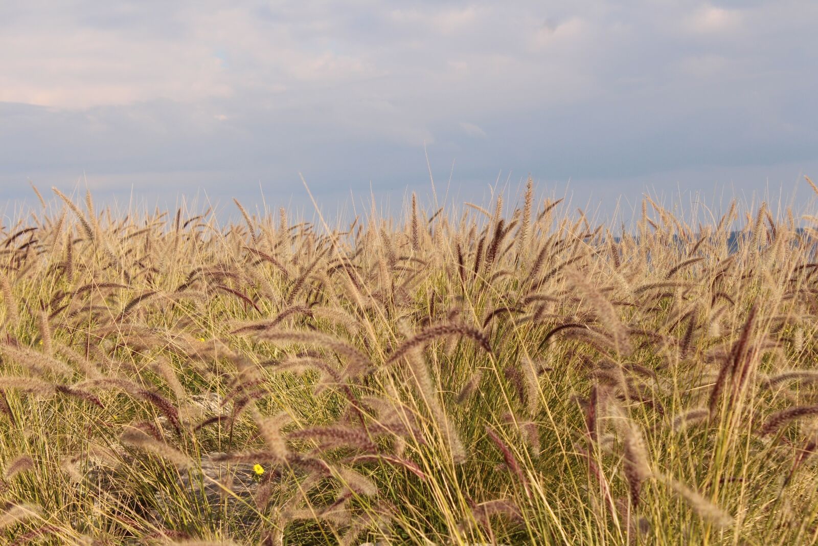 Canon EOS 650D (EOS Rebel T4i / EOS Kiss X6i) sample photo. Ears, nature, wind photography