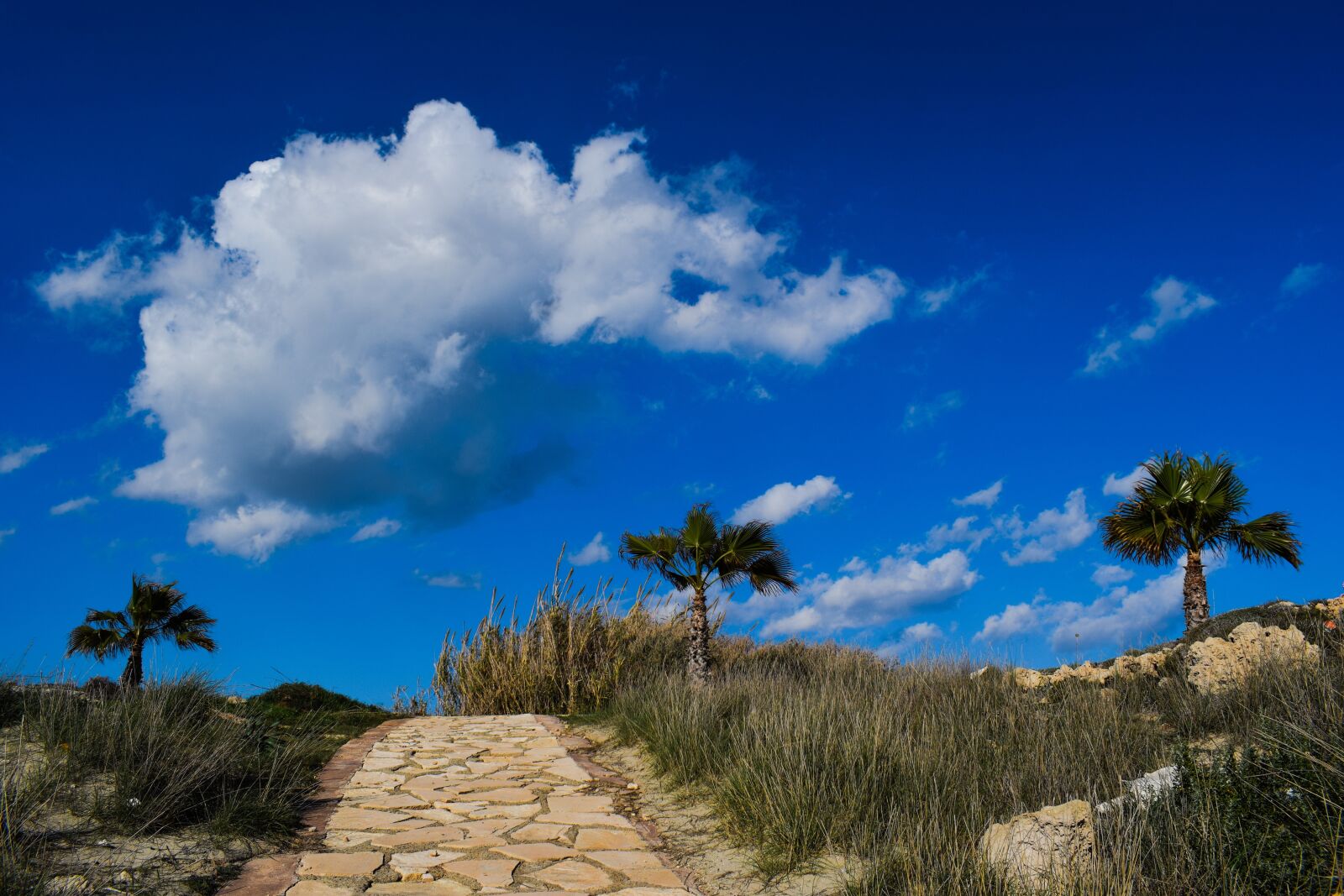 Nikon D3300 sample photo. Path, palm trees, nature photography