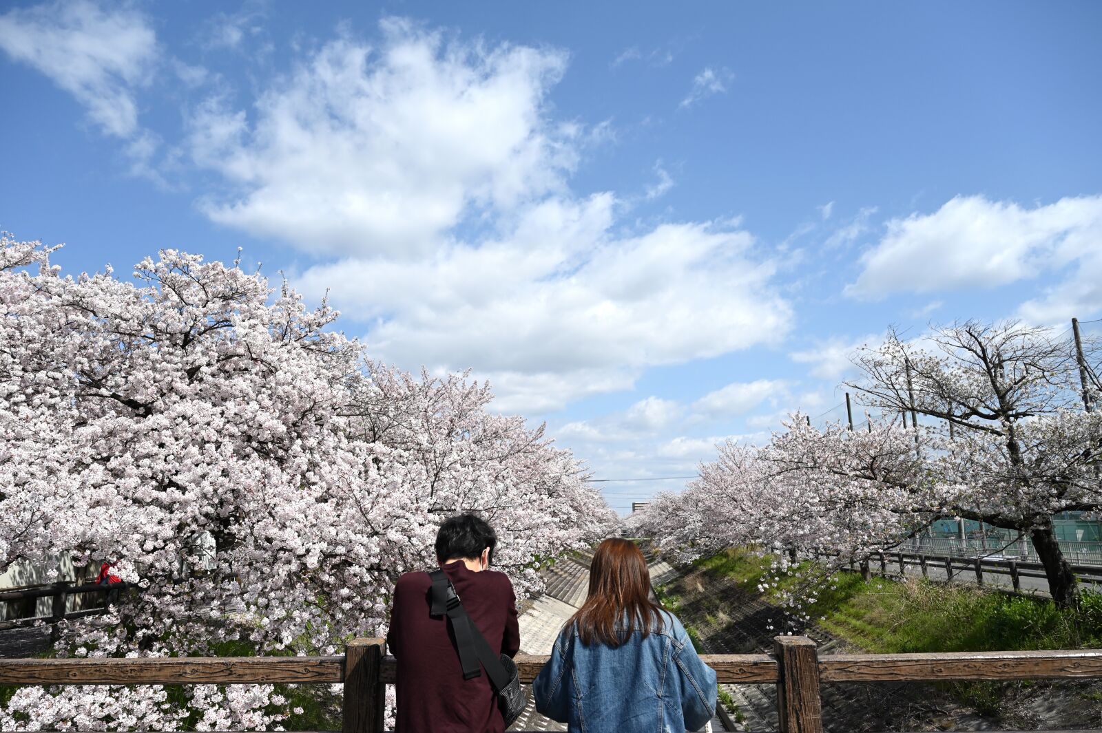 Nikon Nikkor Z 24-70mm F2.8 S sample photo. Cherry blossoms, lover, happy photography