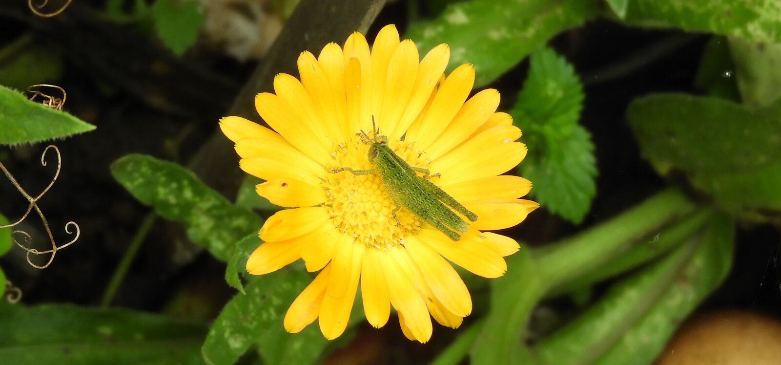 Nikon Coolpix B700 sample photo. Insect, cricket, flower photography
