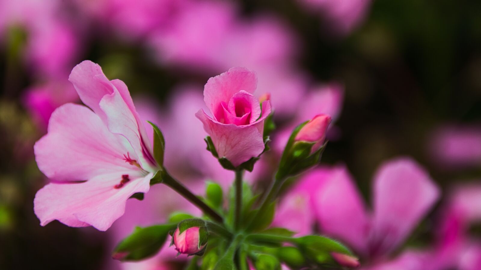 Canon EOS 200D (EOS Rebel SL2 / EOS Kiss X9) sample photo. Geranium, bright, beauty photography