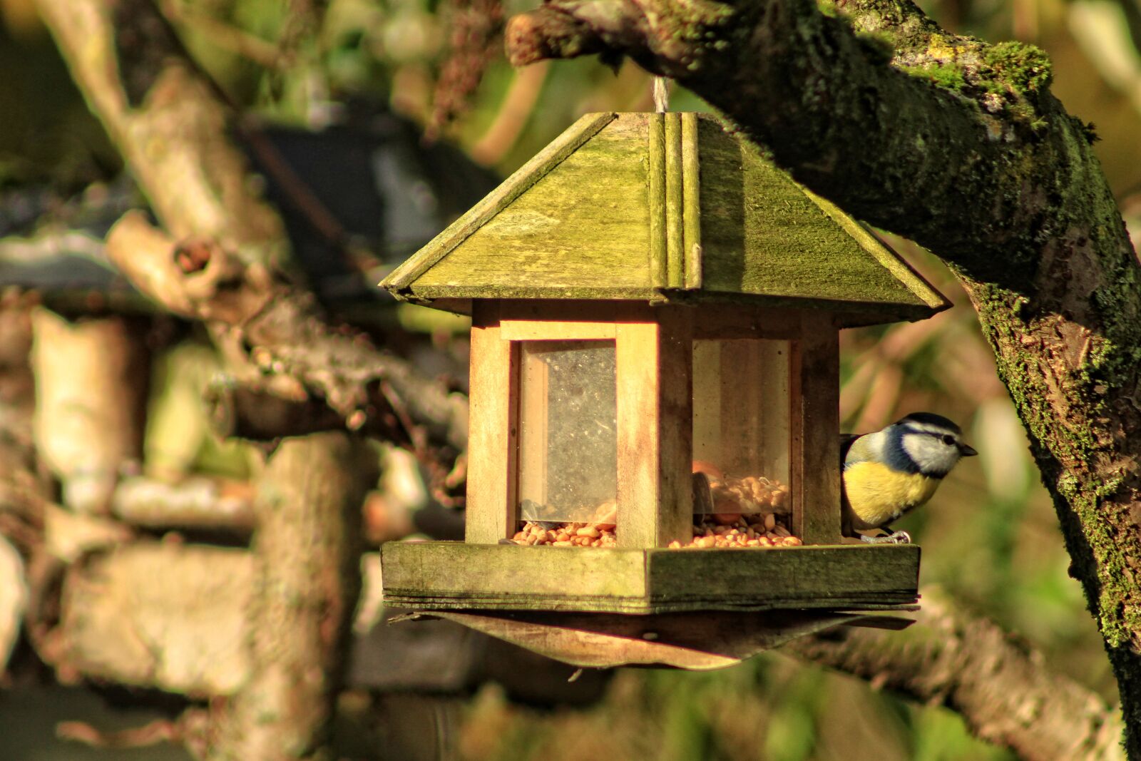 Canon EF75-300mm f/4-5.6 sample photo. Birds, tit, manger photography