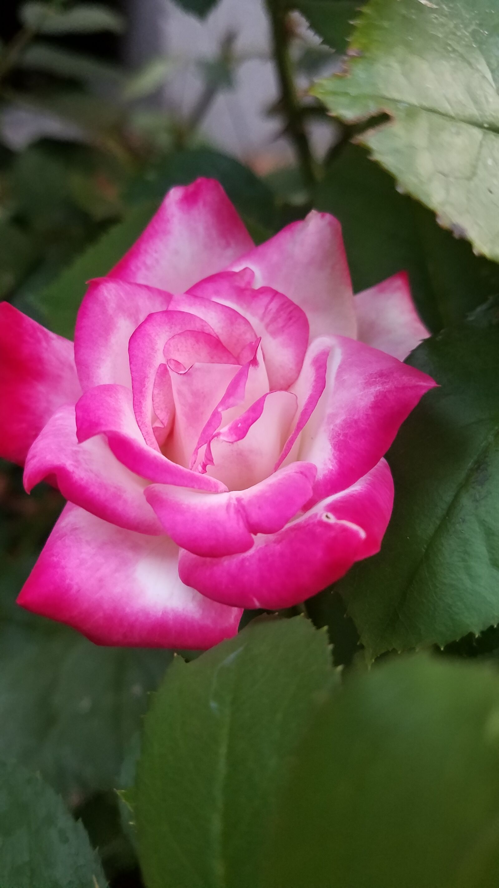 Samsung Galaxy S7 Edge sample photo. Peace, rose, tea photography