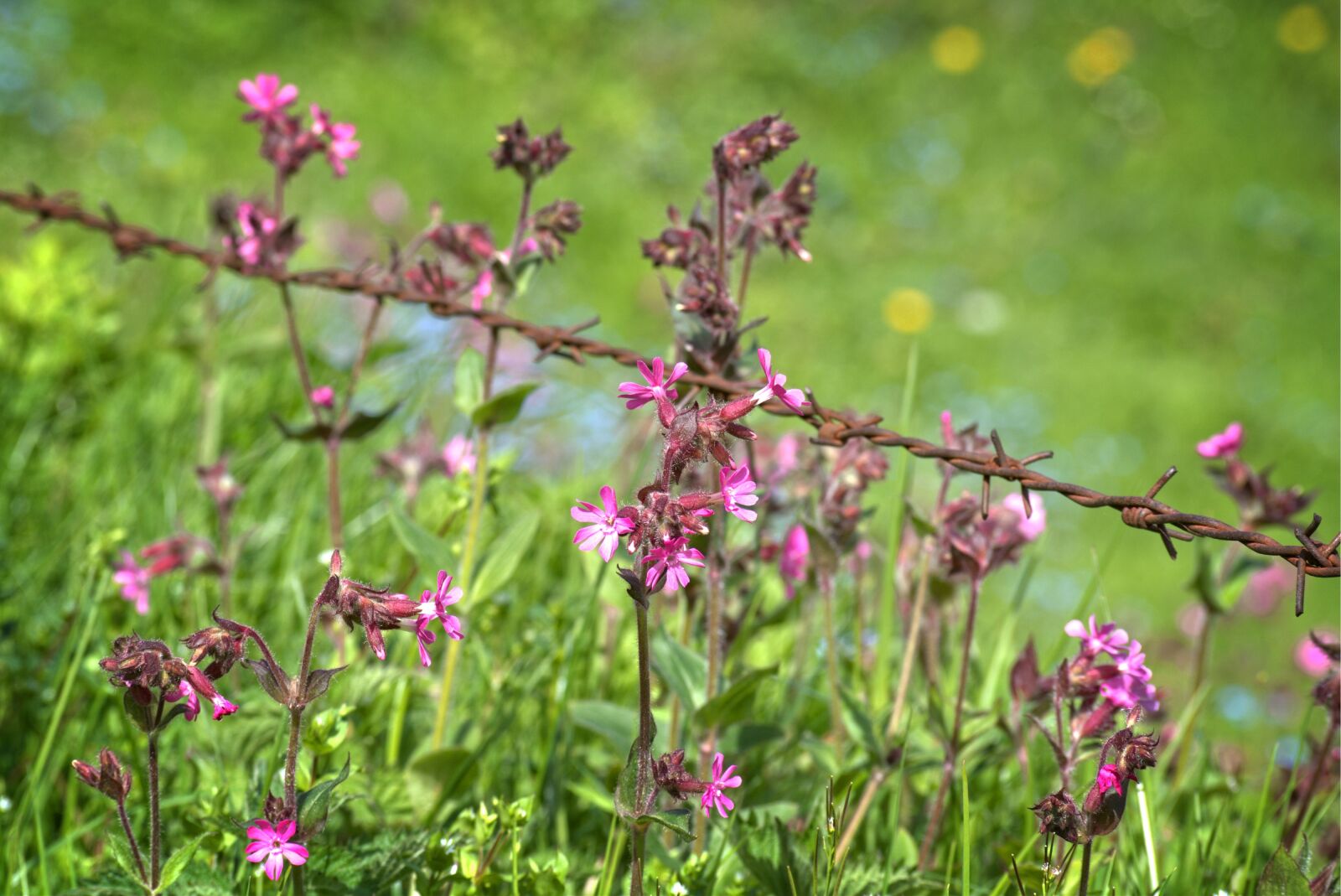 55.0-200.0mm f/4.0-f/5.6 sample photo. Barbed wire, wire, flower photography