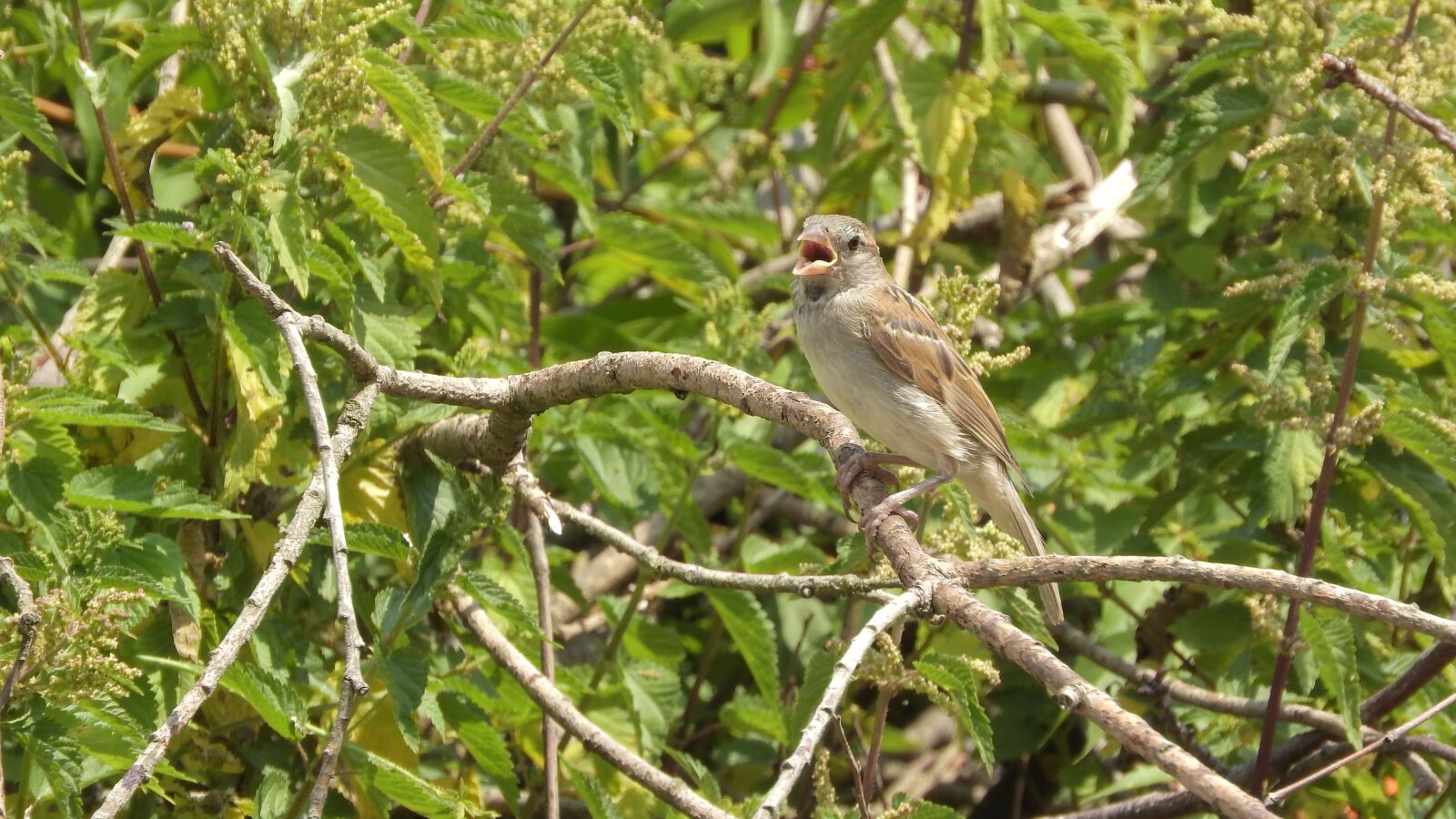 Nikon Coolpix P610 sample photo. A singing bird, on photography