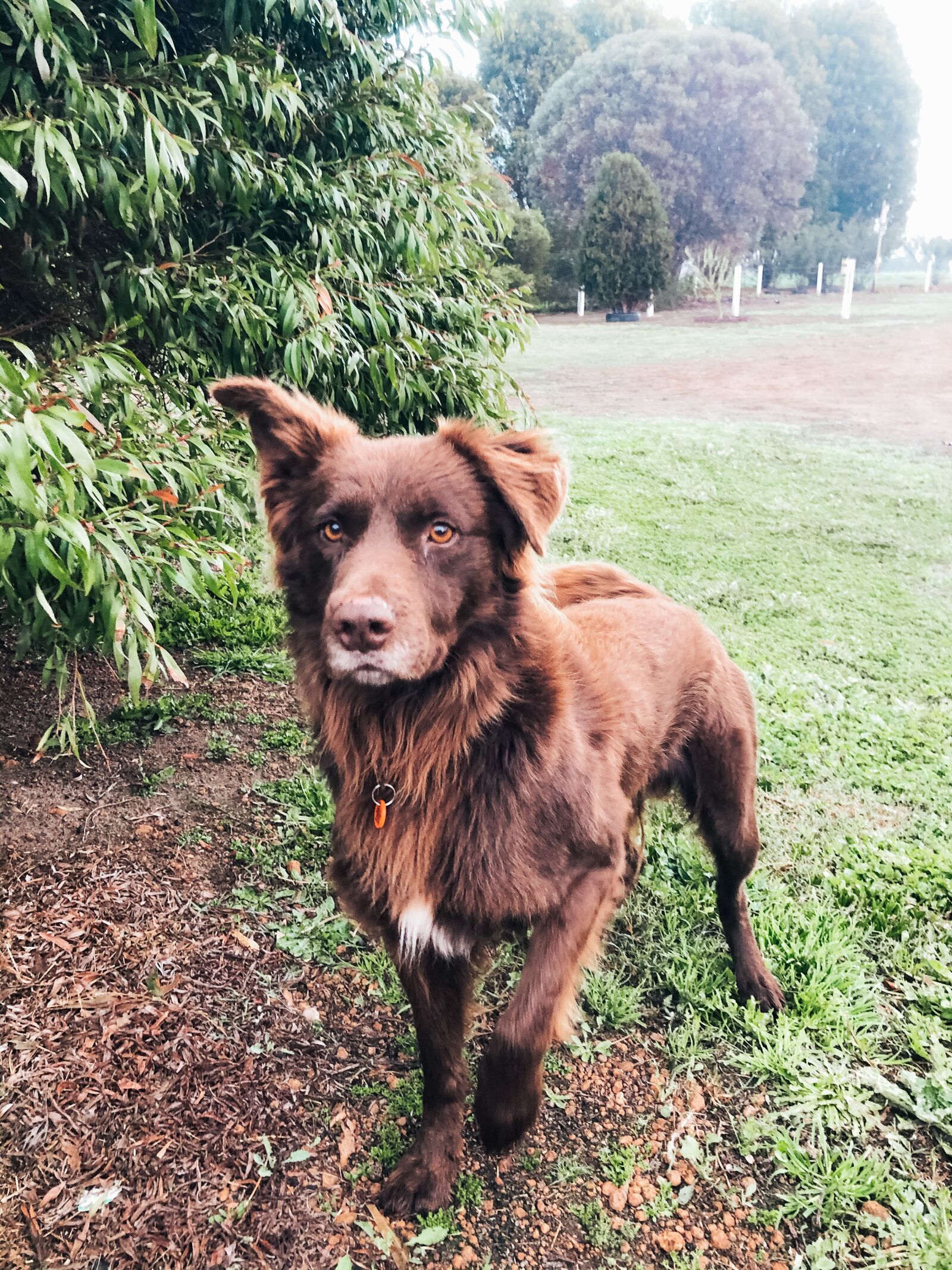 iPhone X back dual camera 4mm f/1.8 sample photo. Dog, kelpie, border collie photography