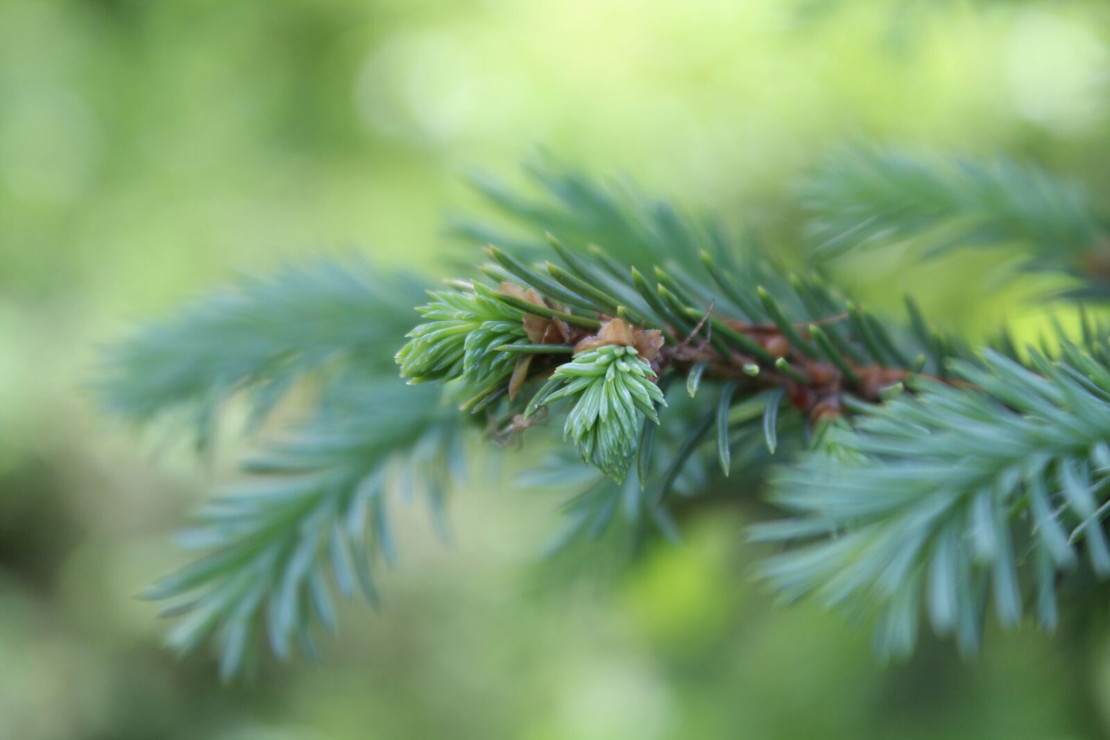 Canon EOS 600D (Rebel EOS T3i / EOS Kiss X5) sample photo. Nature, no one, outdoors photography