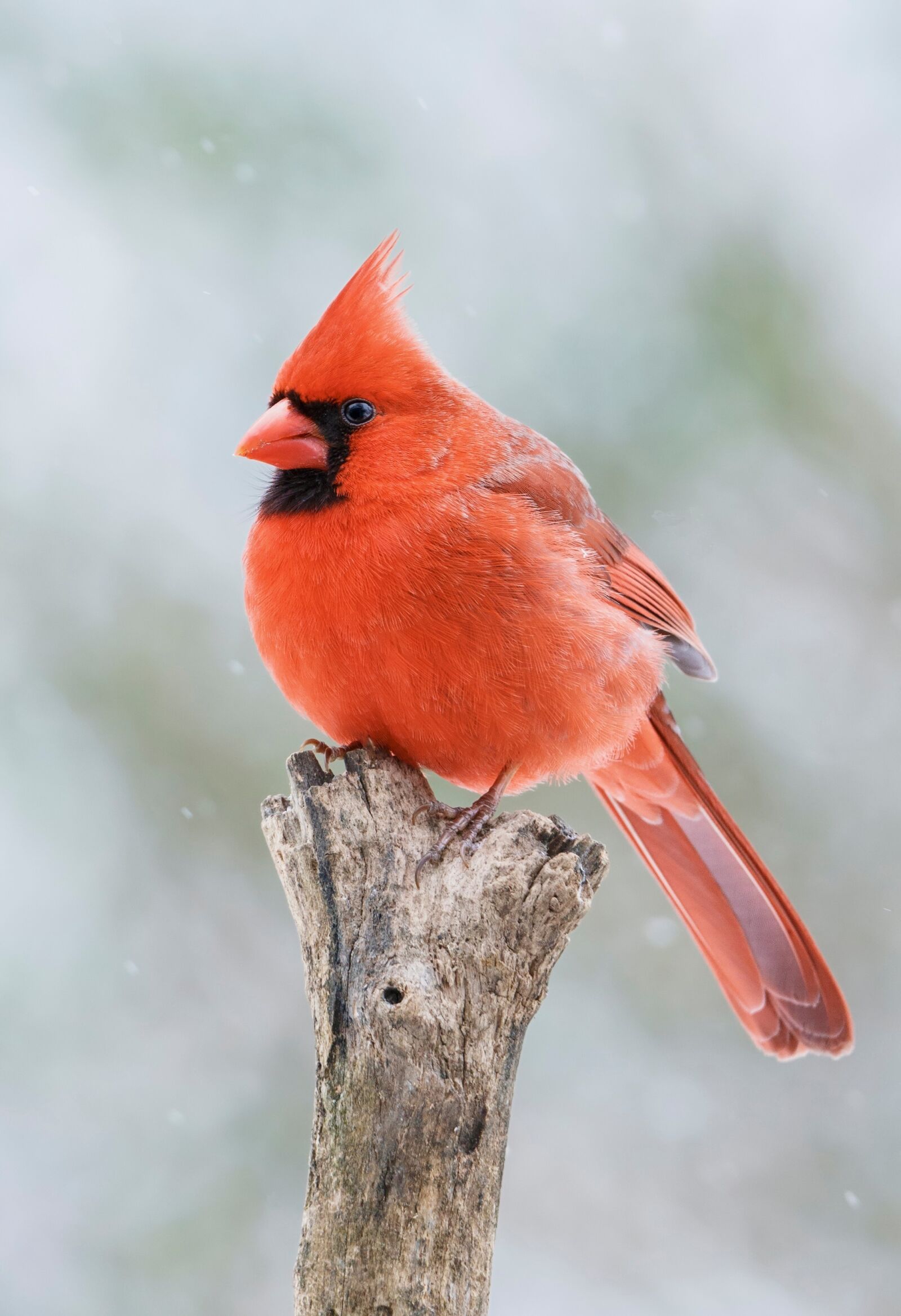 Canon EOS 6D sample photo. Cardinal, male, redbird photography