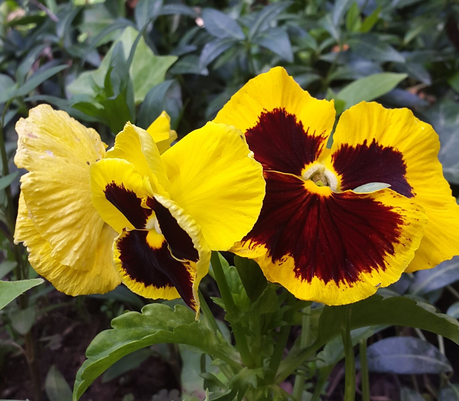 Samsung Galaxy Alpha sample photo. Flower, garden, nature photography