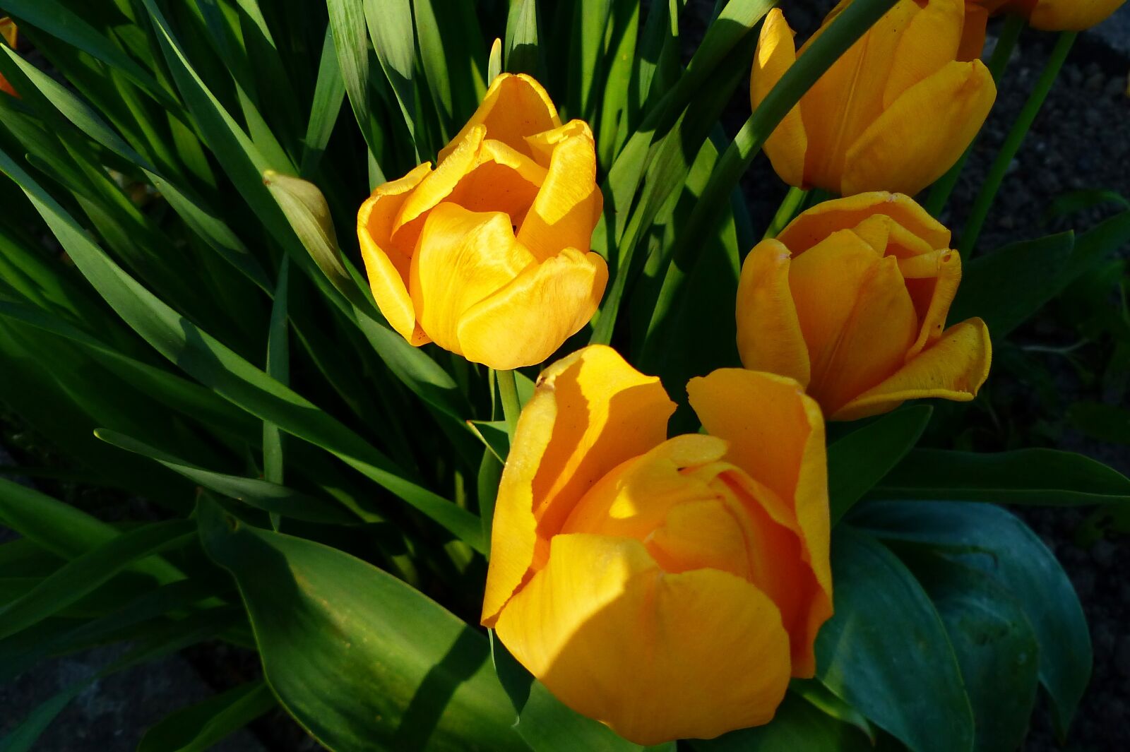 Panasonic Lumix DMC-FZ200 sample photo. Nature, plant, flower photography